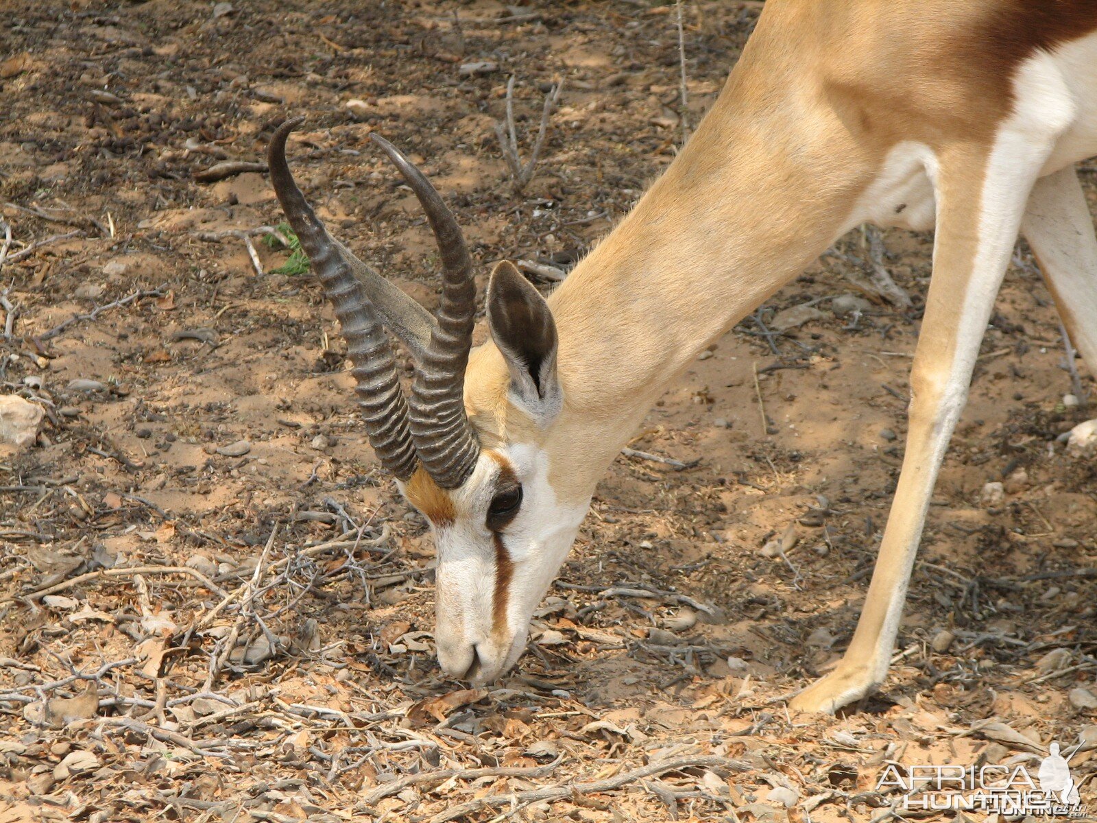 Springbok Namibia