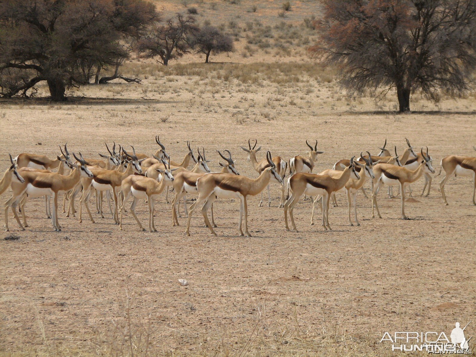 Springbok Namibia