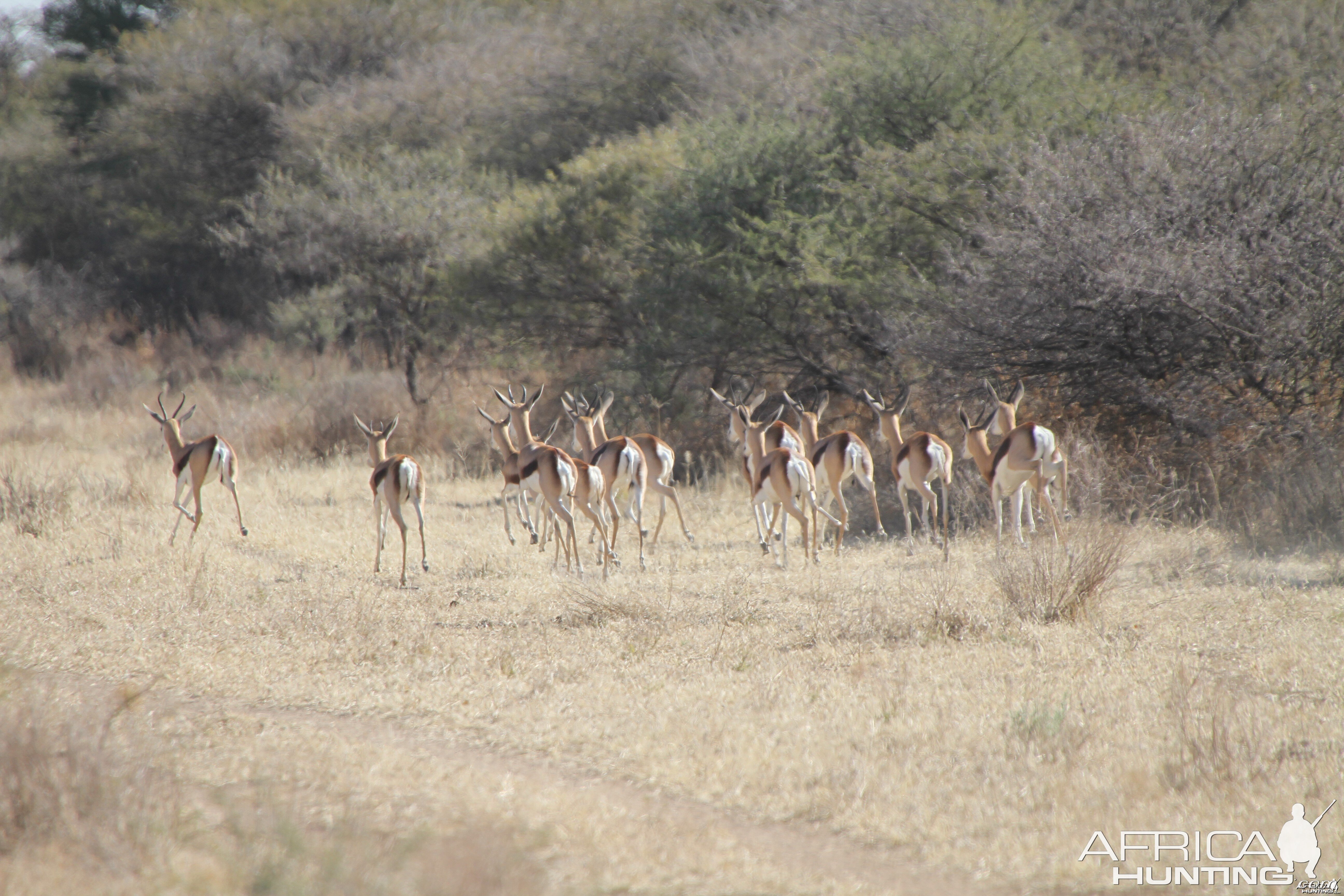 Springbok Namibia