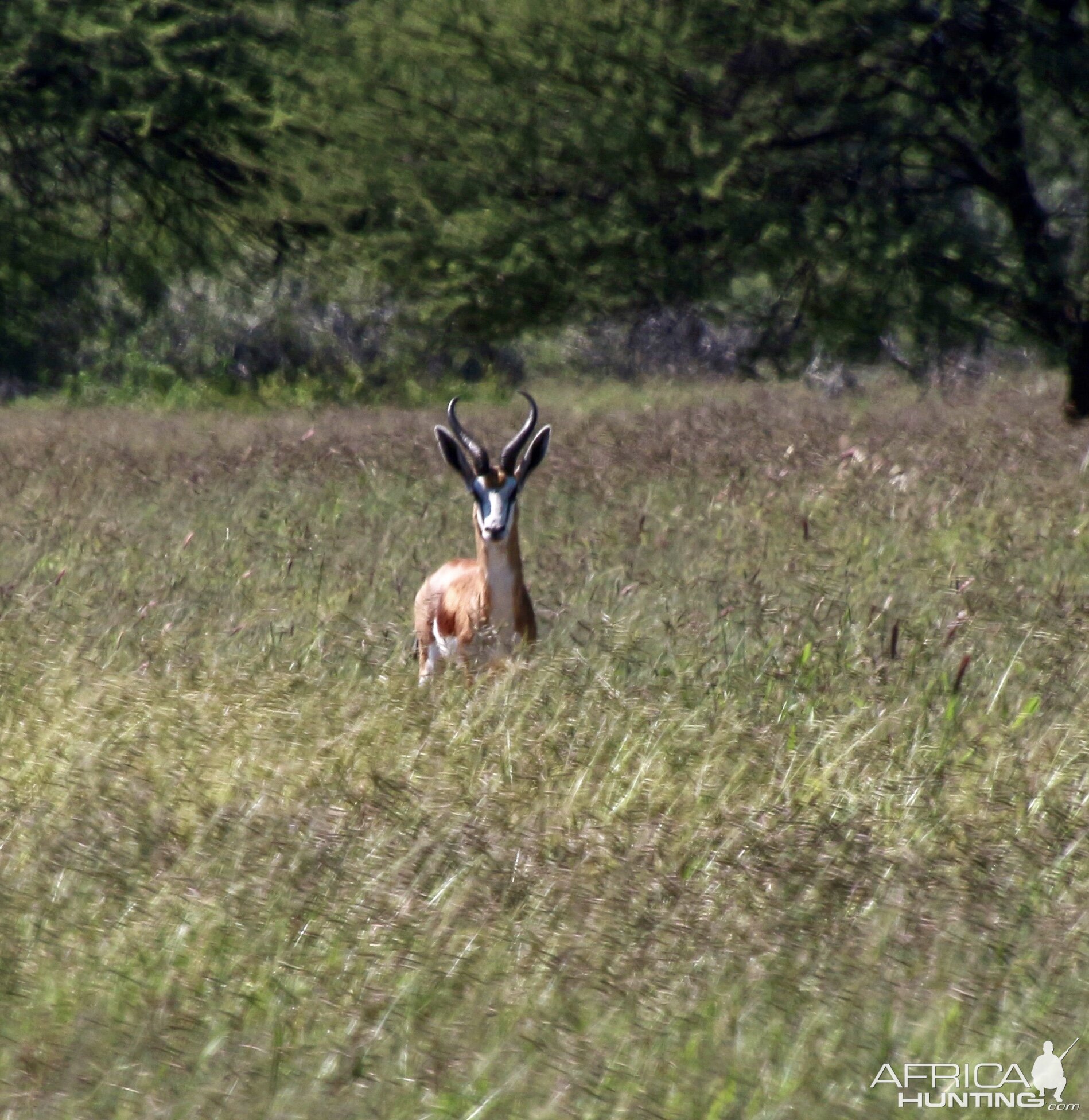 Springbok Namibia