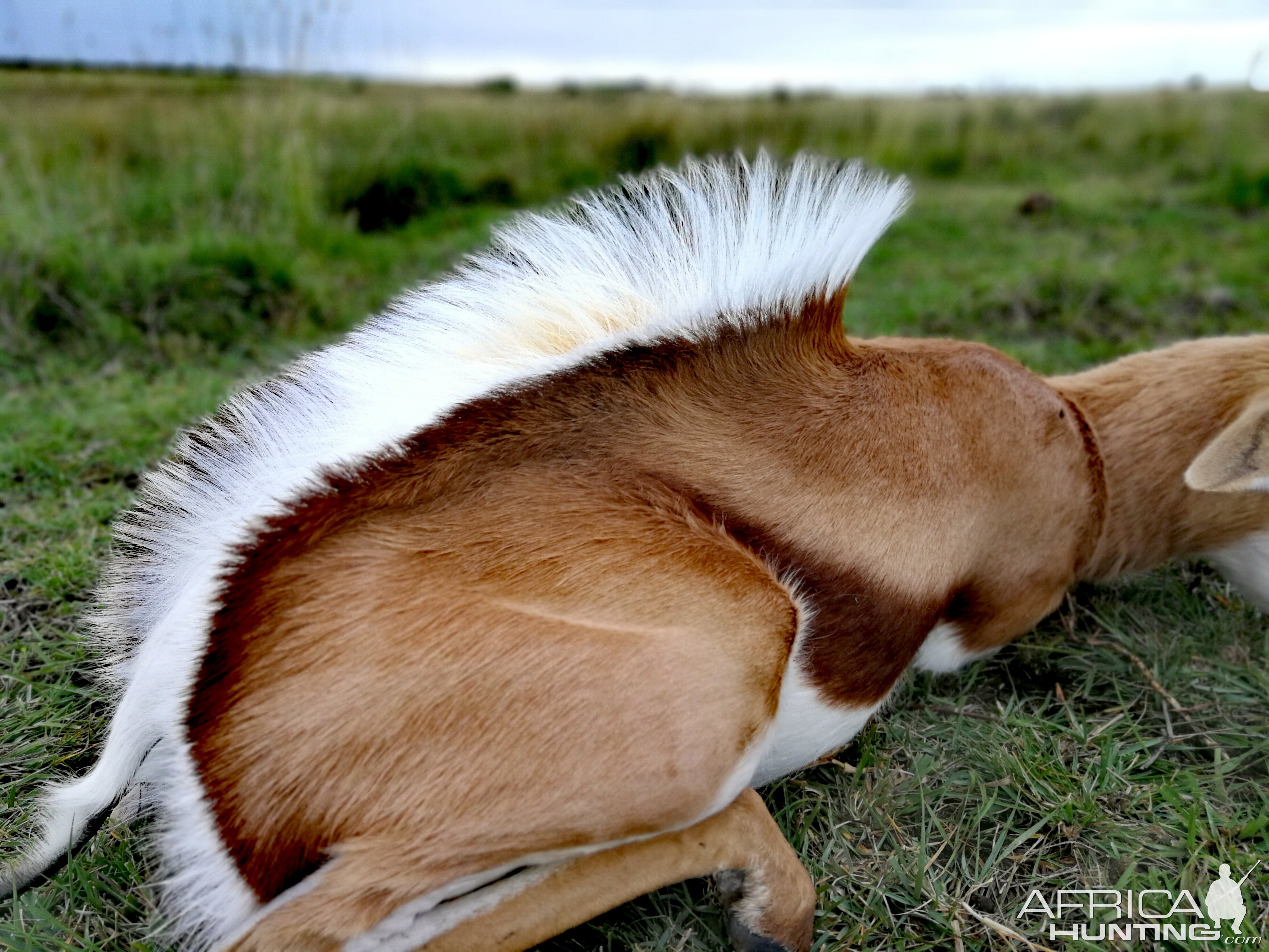 Springbok Pronk