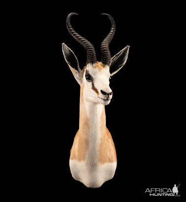 Springbok Shoulder Mount Taxidermy