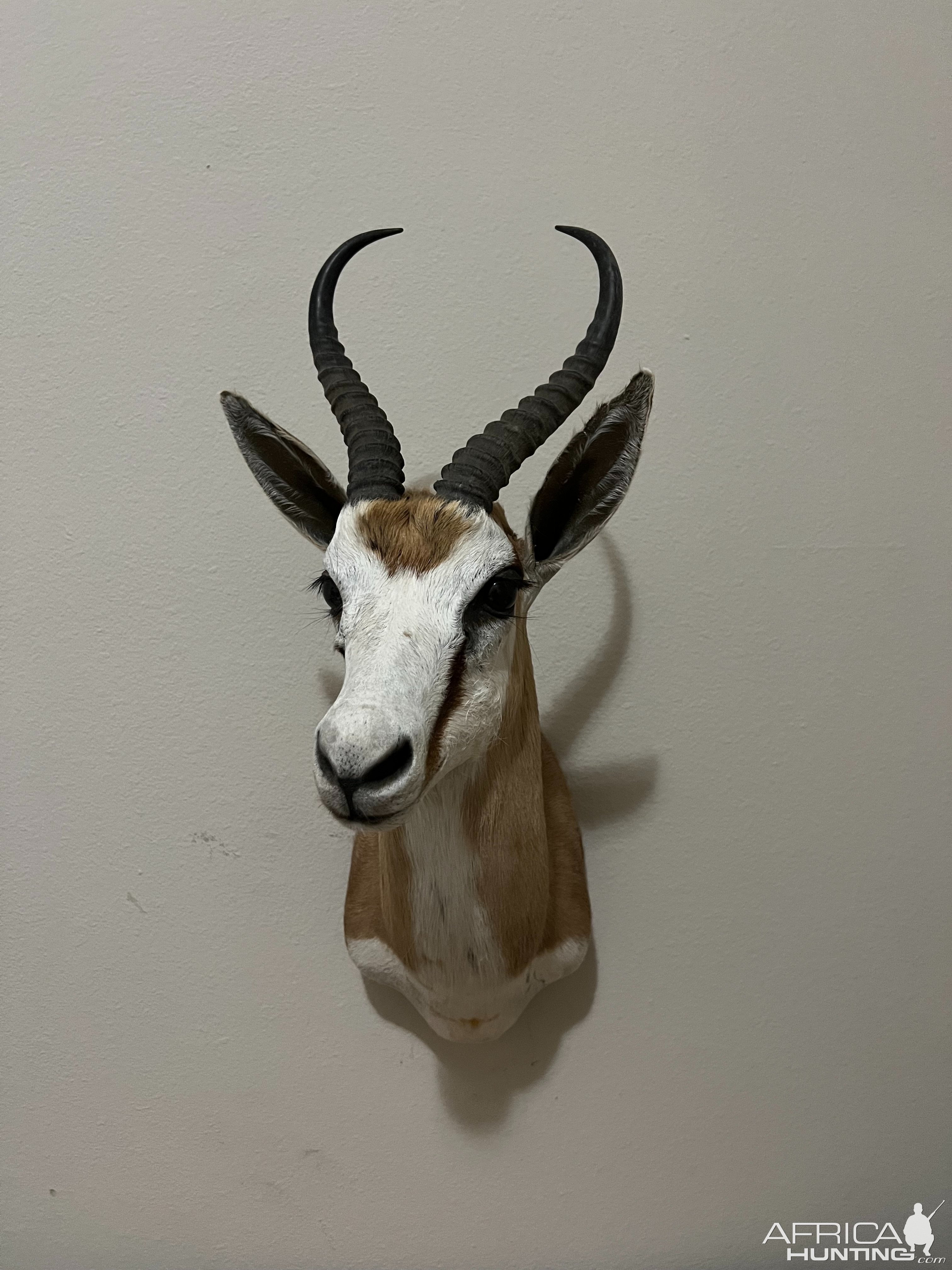 Springbok Shoulder Mount Taxidermy