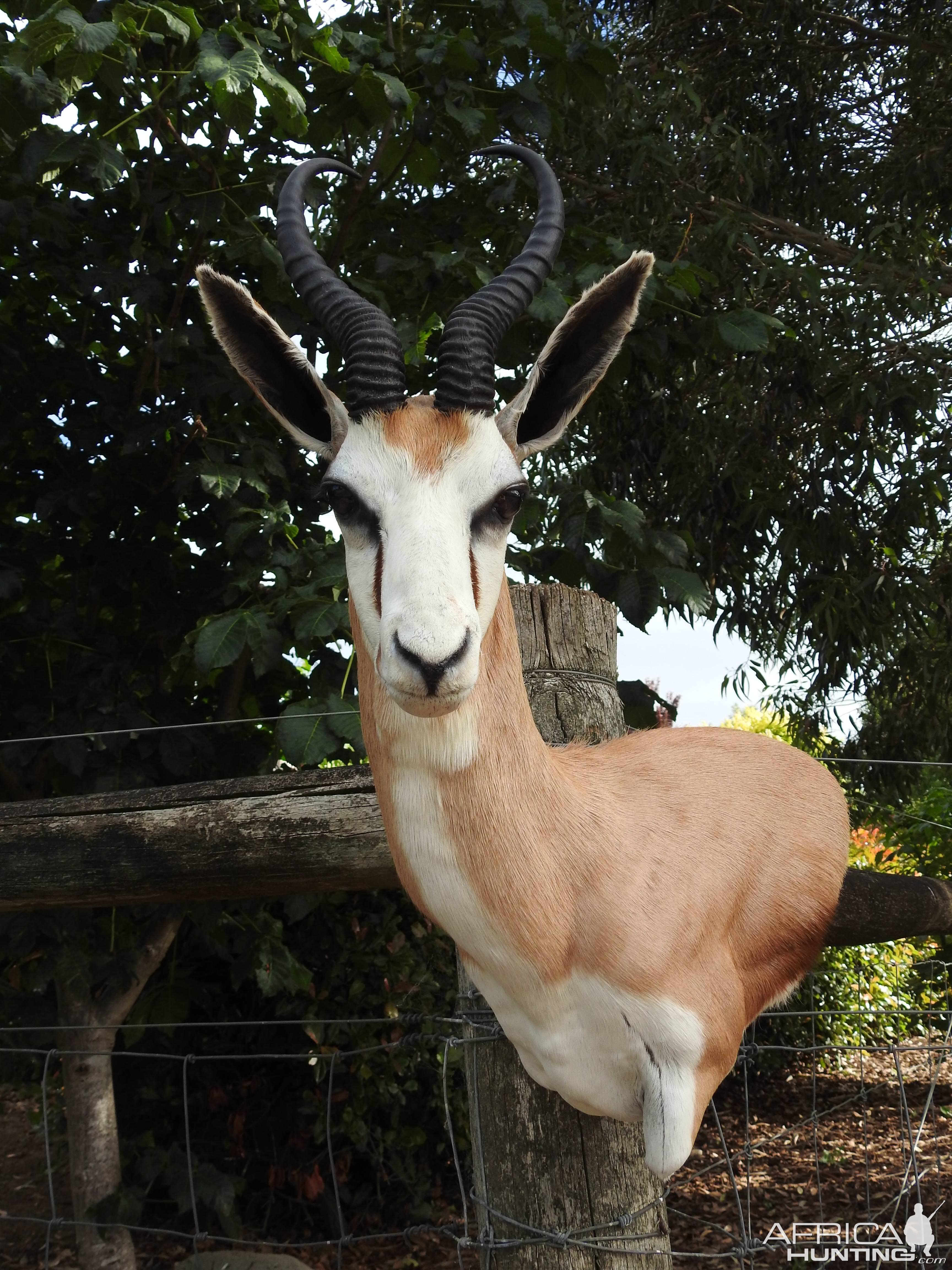 Springbok Shoulder Mount Taxidermy