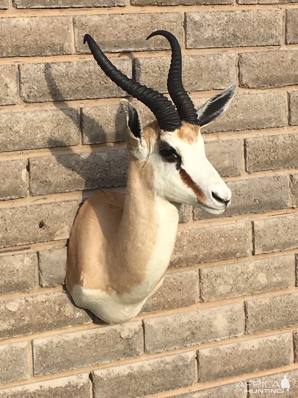 Springbok Shoulder Mount Taxidermy