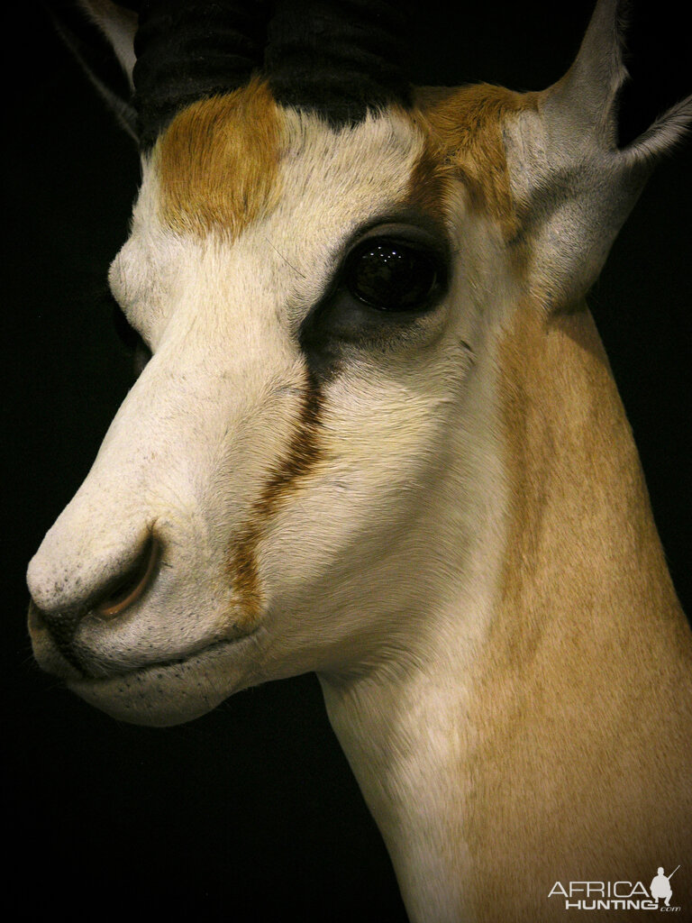 Springbok Shoulder Mount Taxidermy