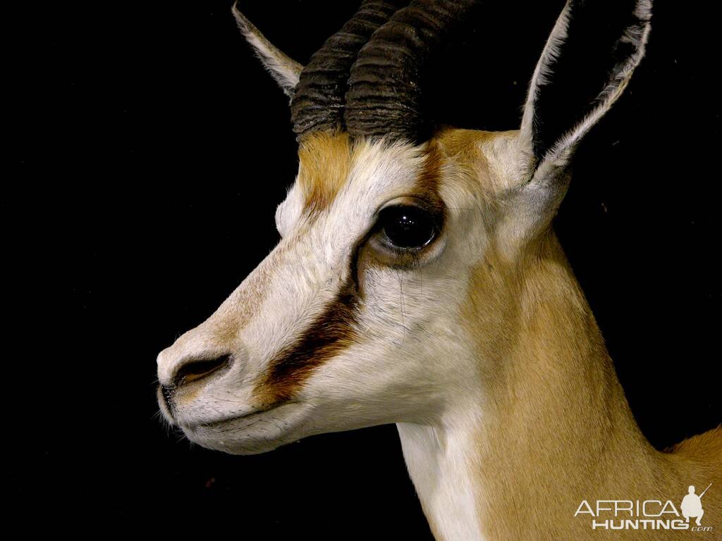 Springbok Shoulder Mount Taxidermy