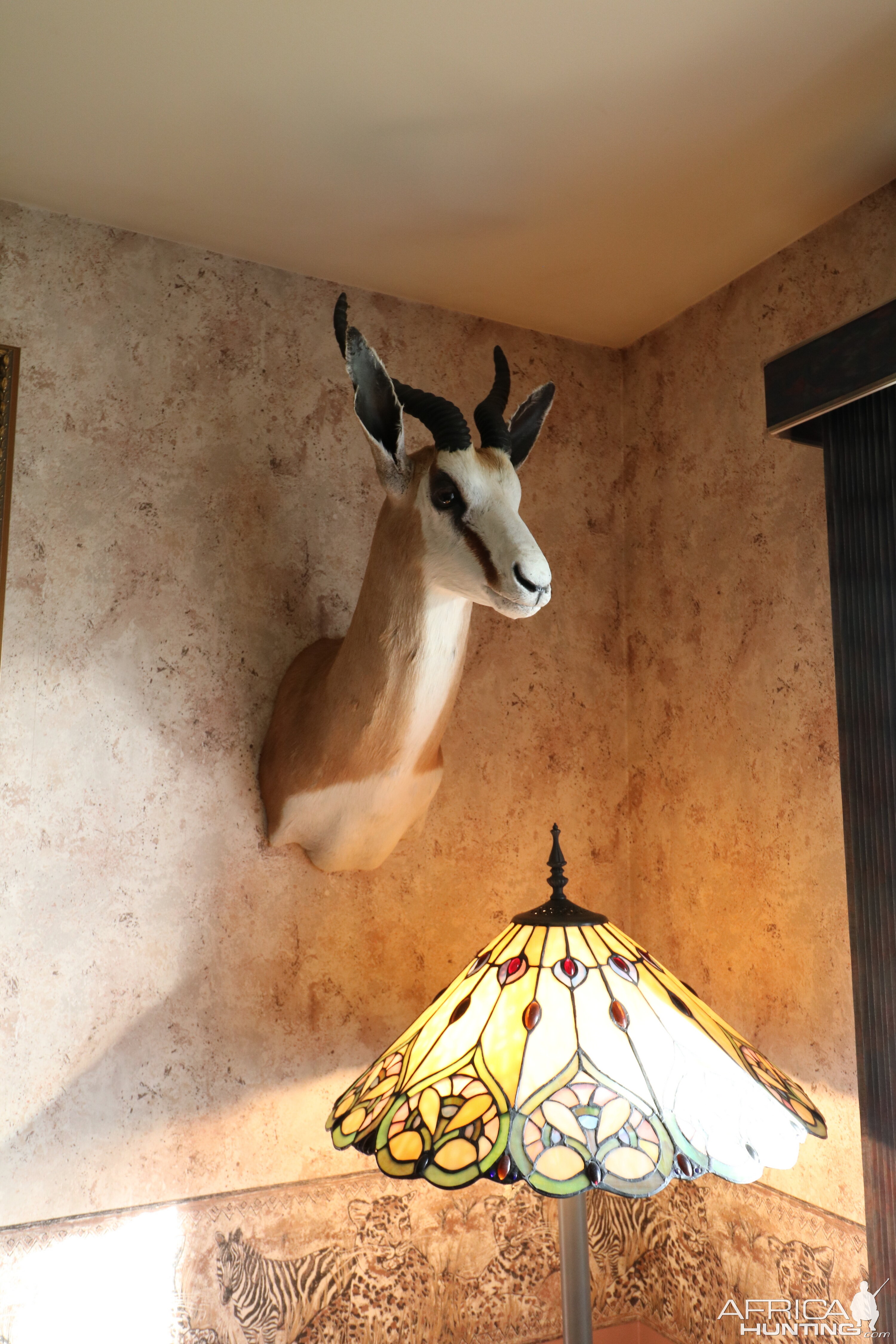 Springbok Shoulder Mount Taxidermy