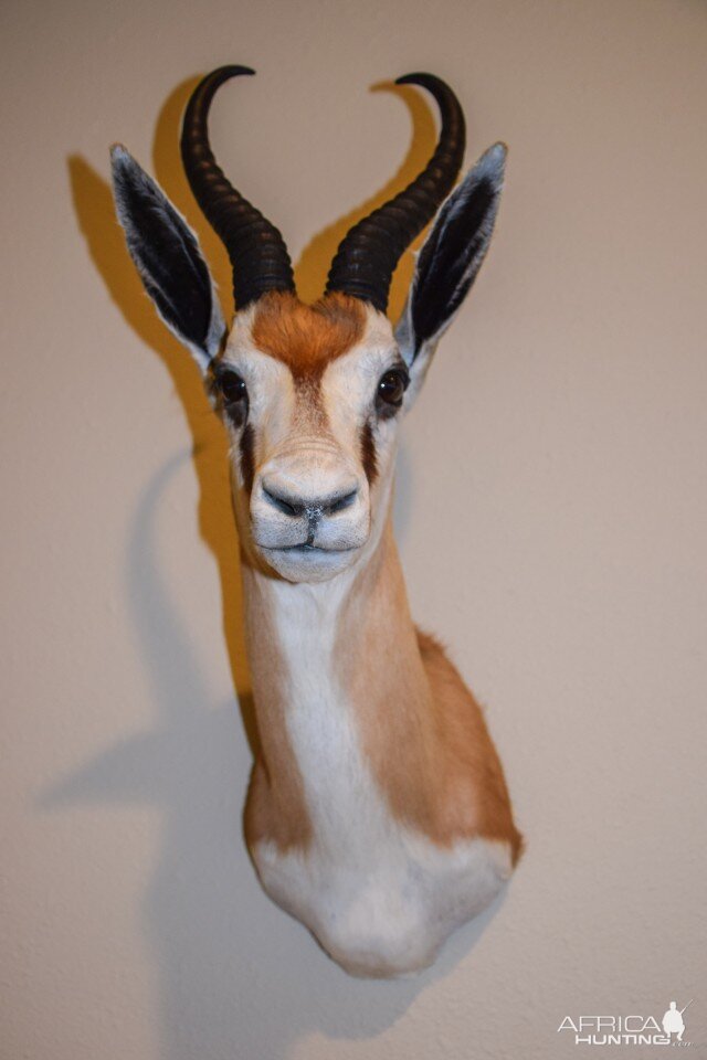 Springbok Shoulder Mount Taxidermy