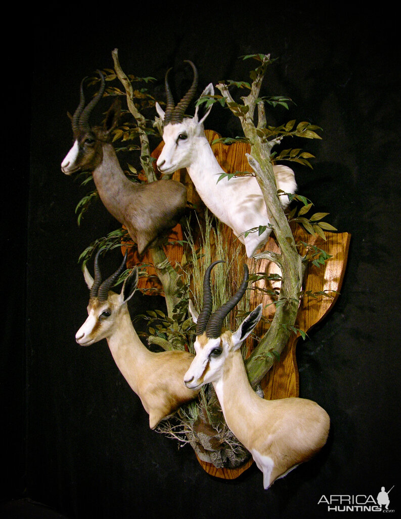 Springbok Slam Shoulder Mount Taxidermy