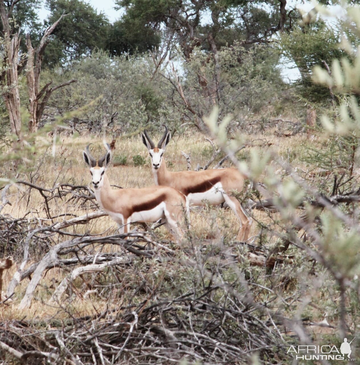 Springbok South Africa