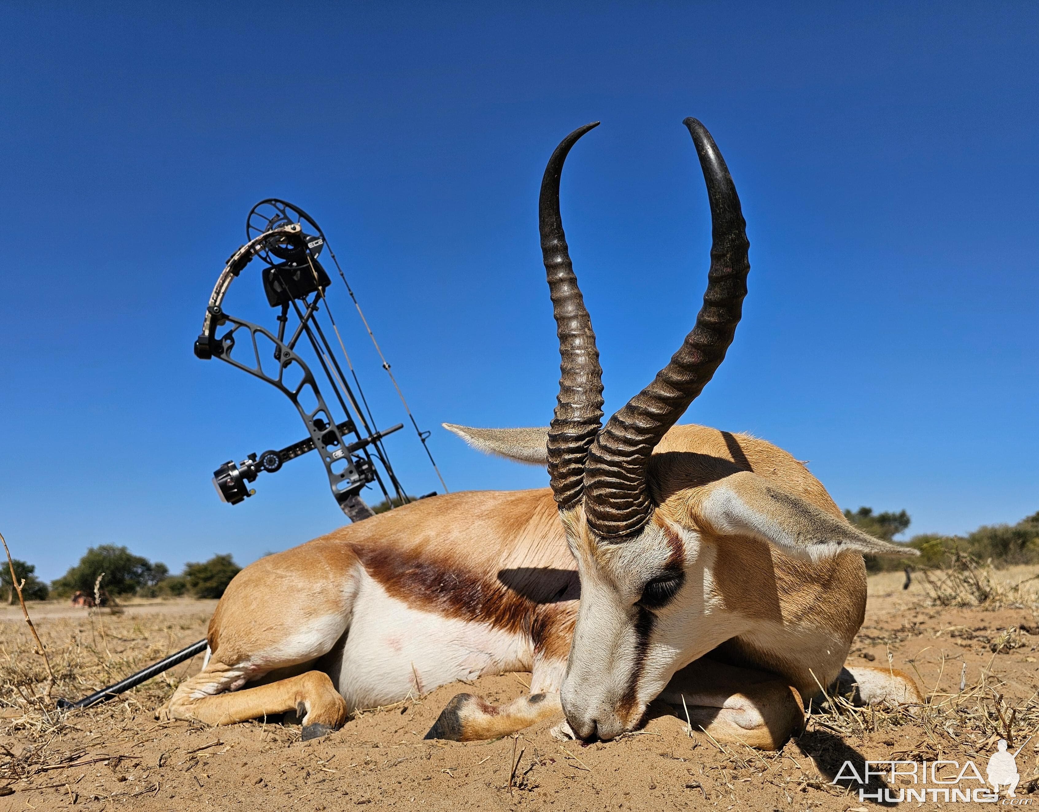 Springbuck Bow Hunt South Africa