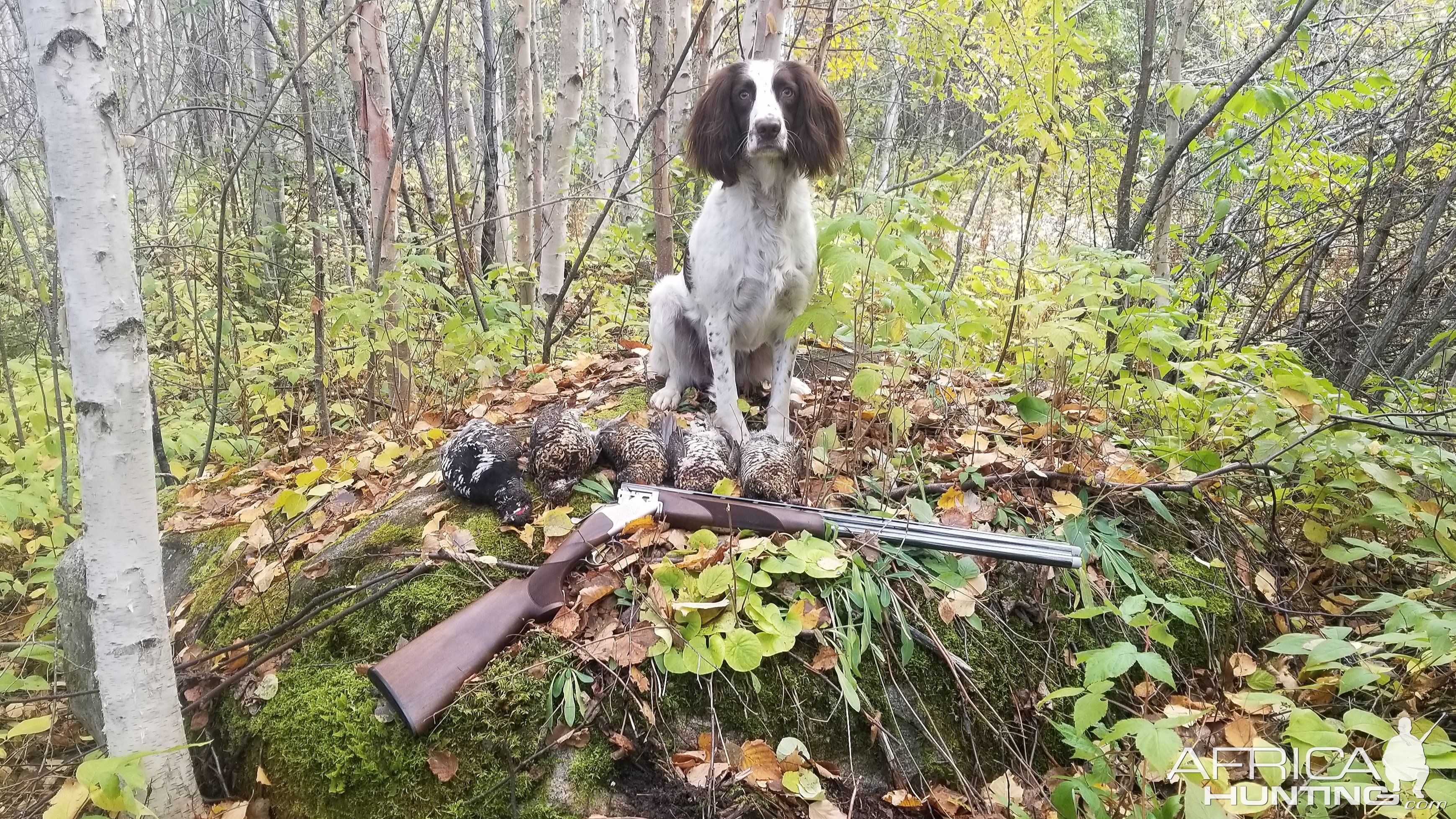 Springer Spaniel Dog