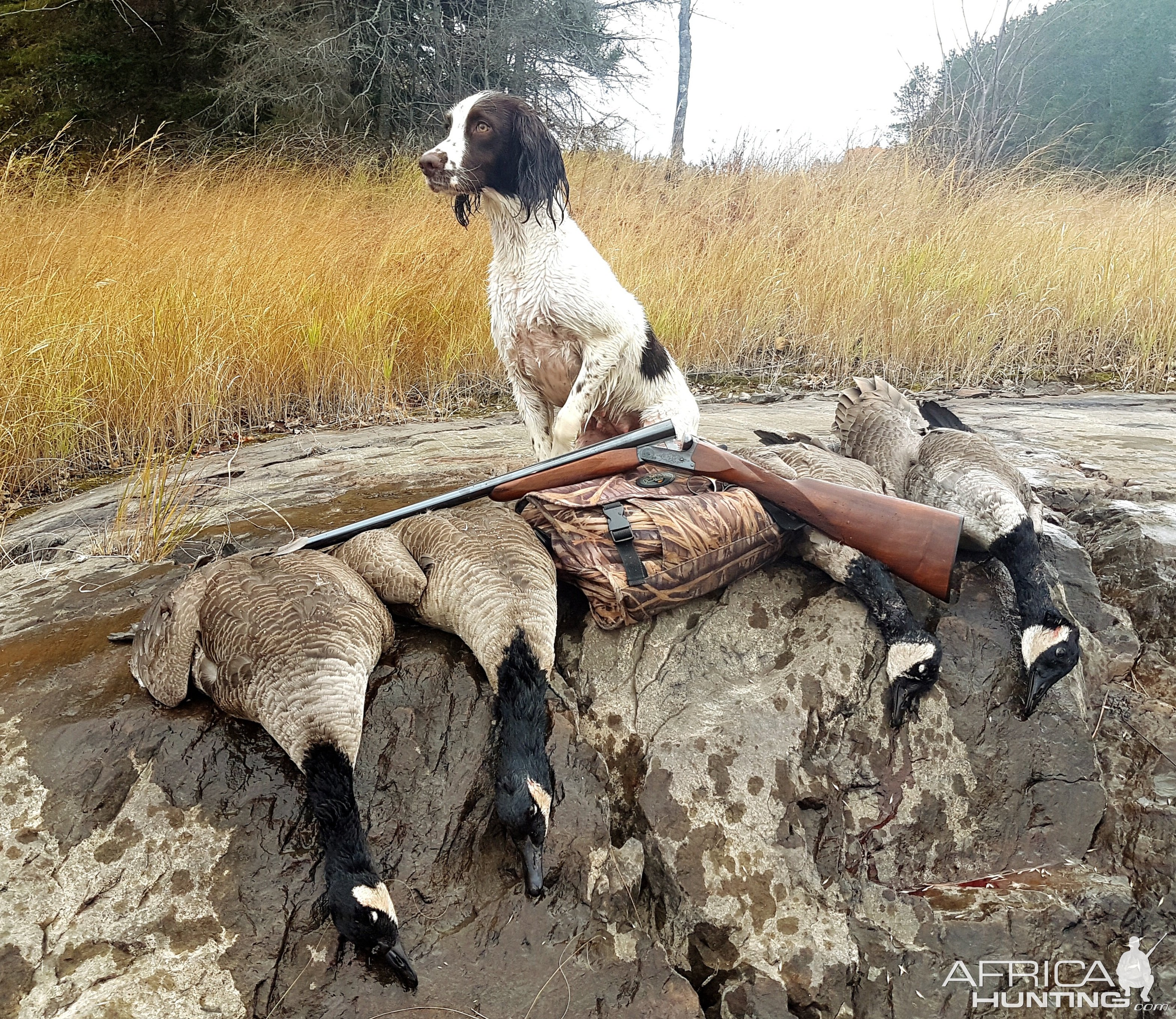 Springer Spaniel Dog