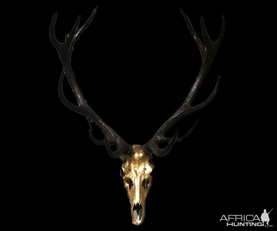 Stag European Skull Mount