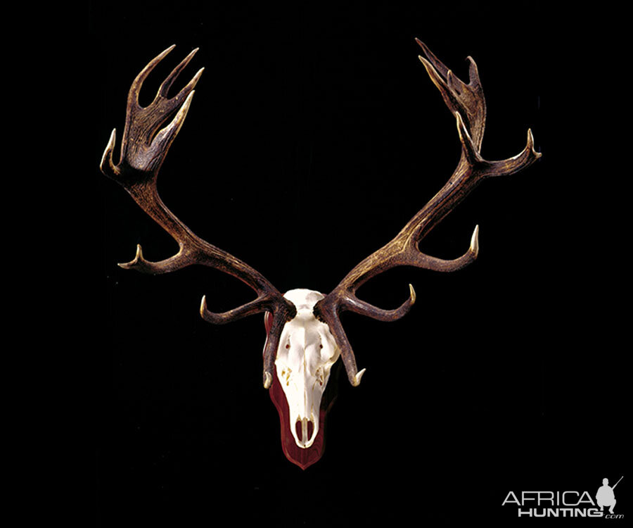 Stag European Skull Mount