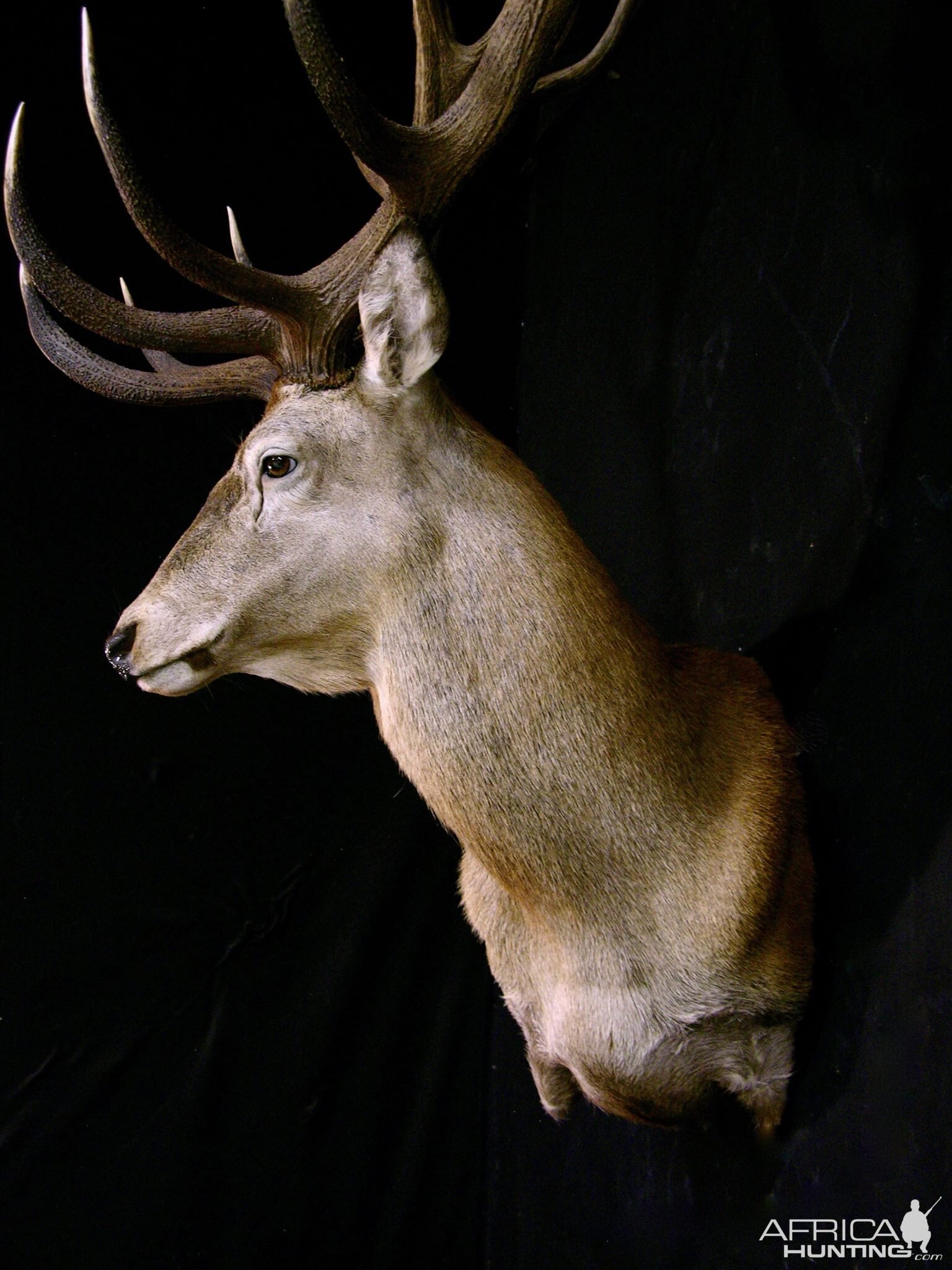 Stag Shoulder Mount Taxidermy