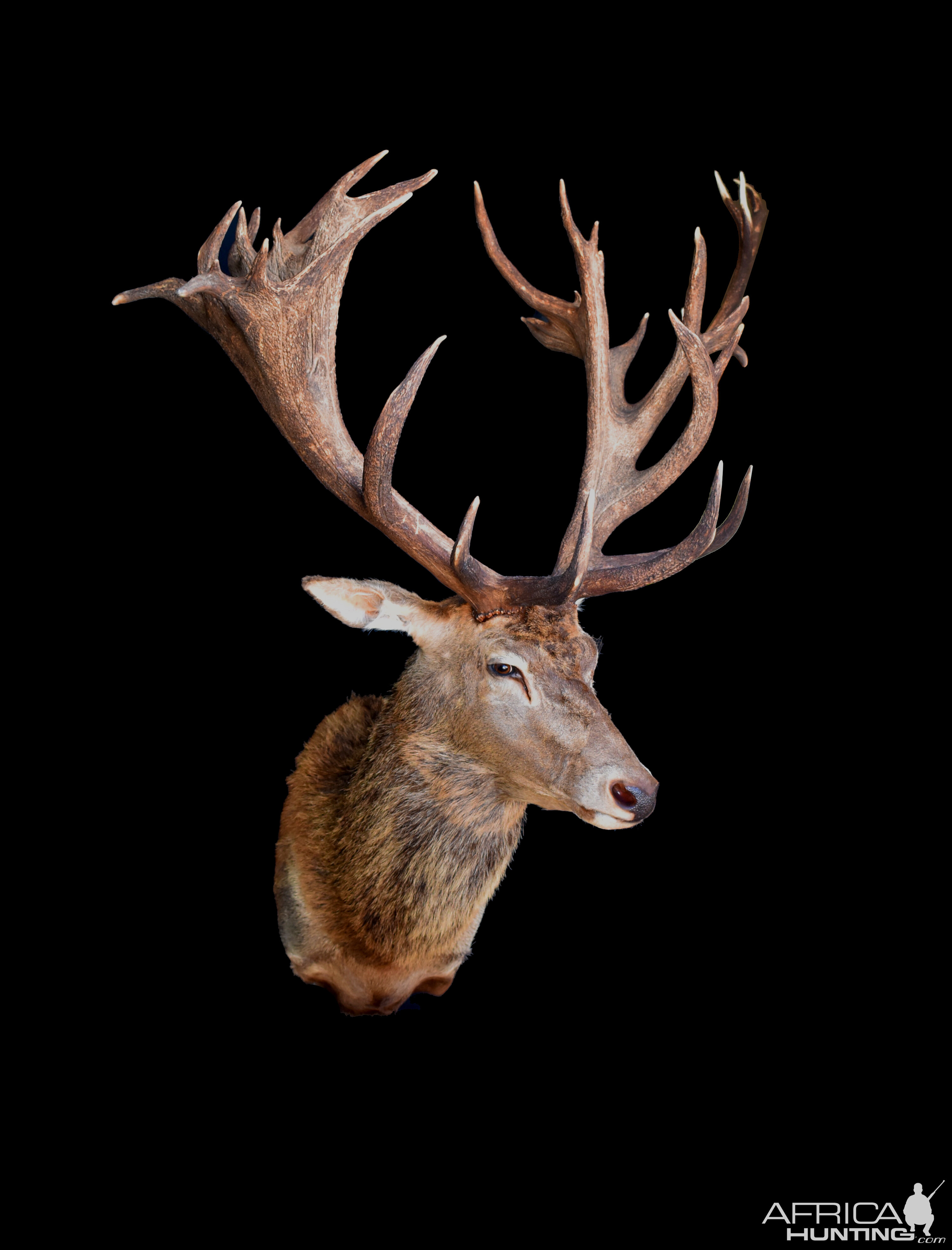 Stag Shoulder Mount Taxidermy