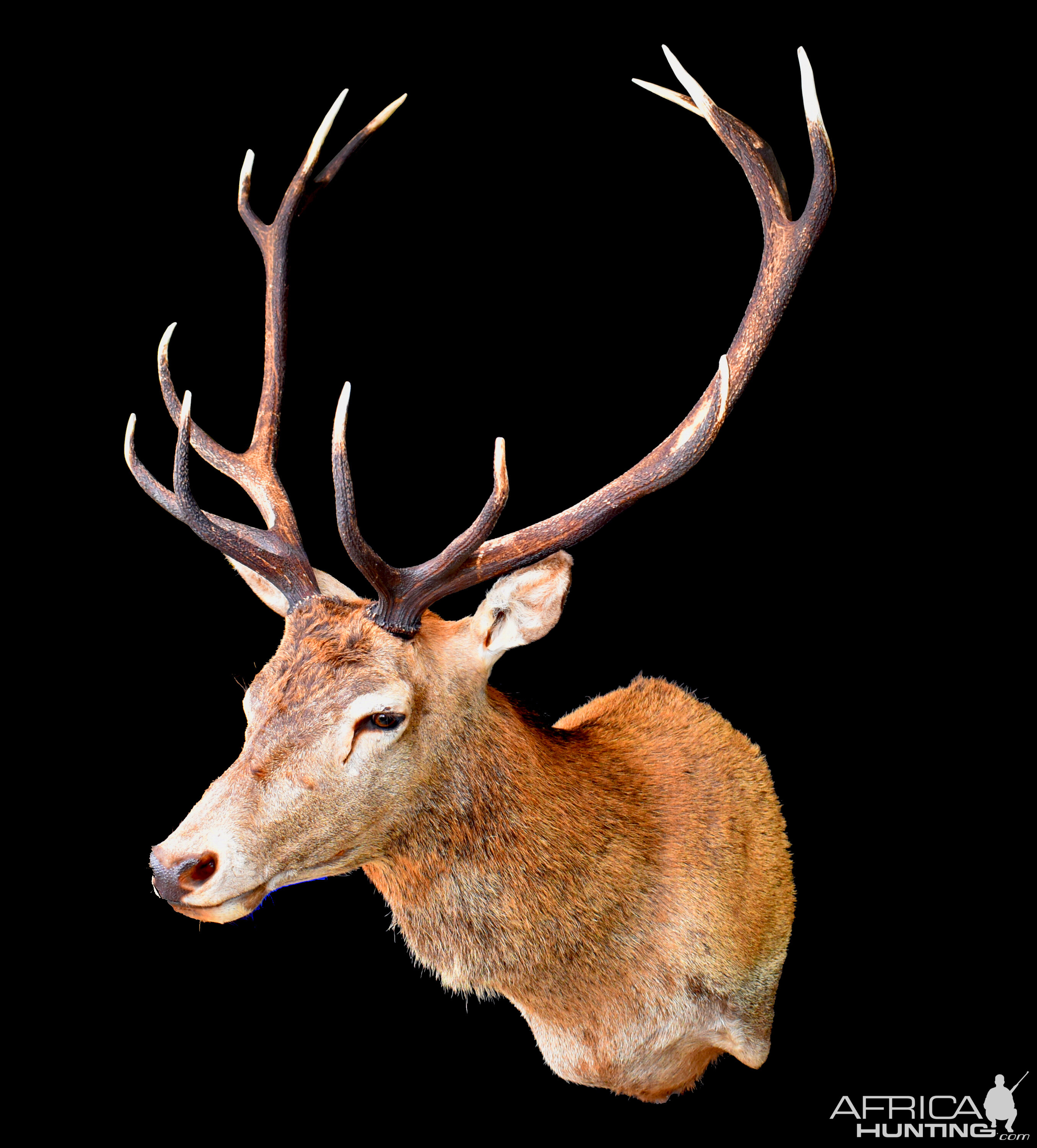 Stag Shoulder Mount Taxidermy