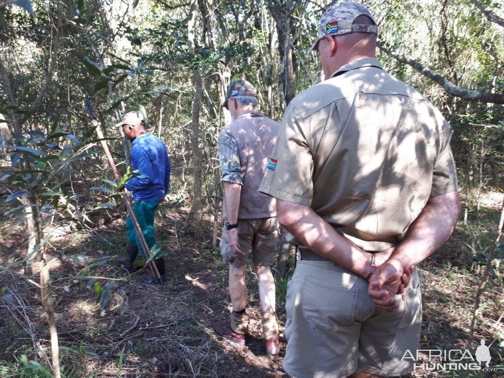 Stalking  Red Duiker South Africa