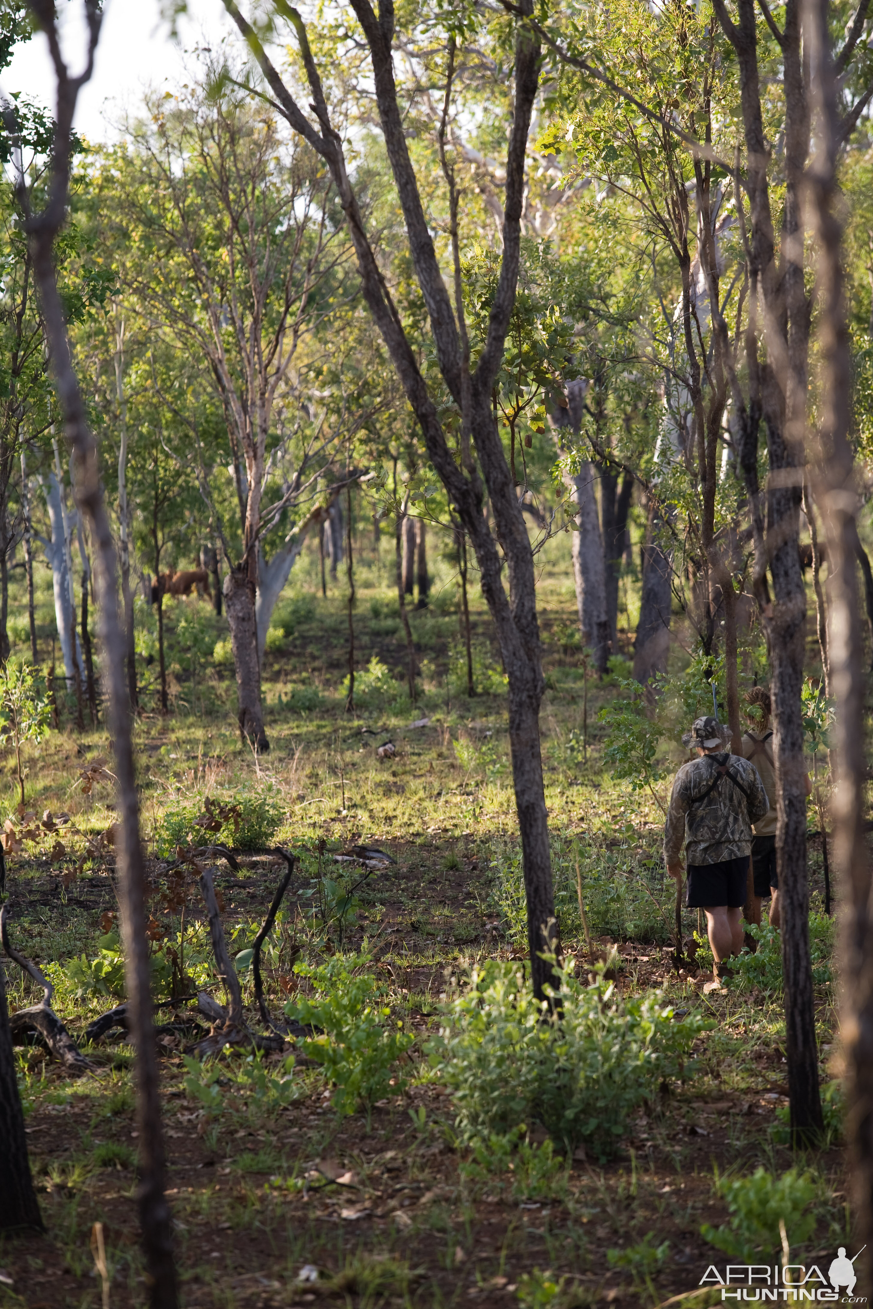 Stalking Scrub Bull in Australia