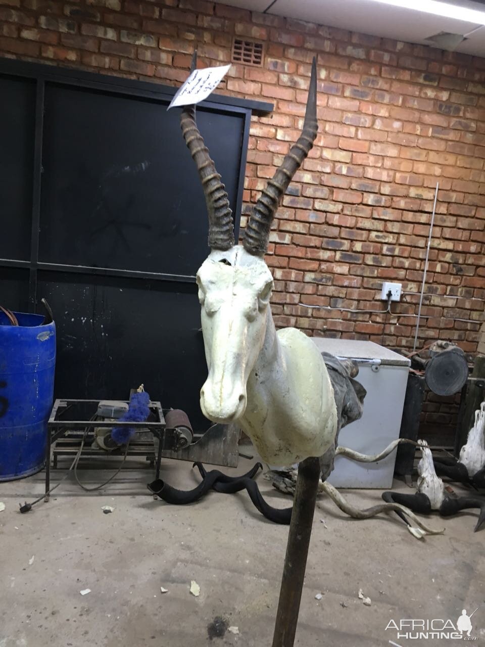 Start of my SA taxidermy