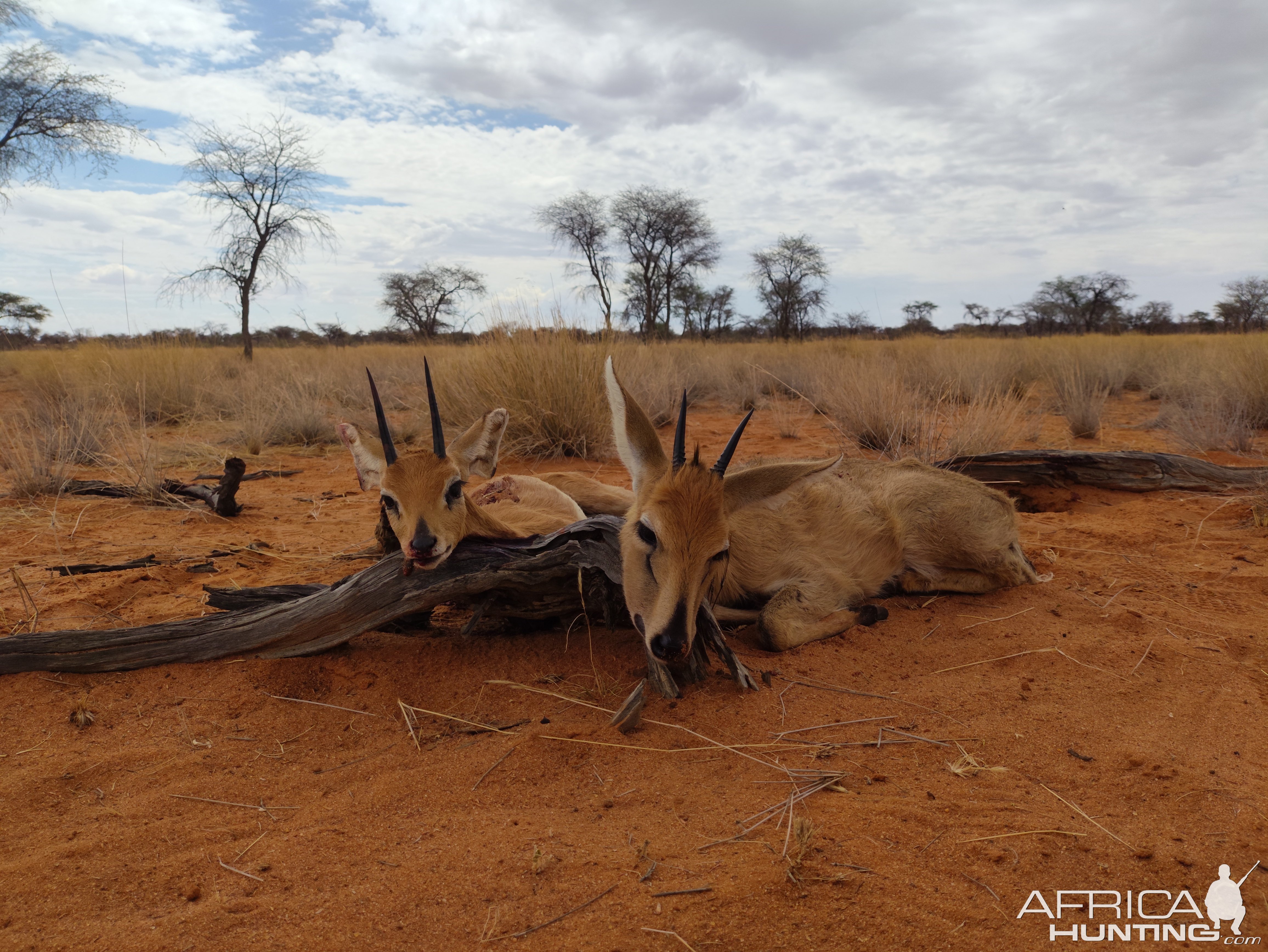 Steenbok & Bush Duiker