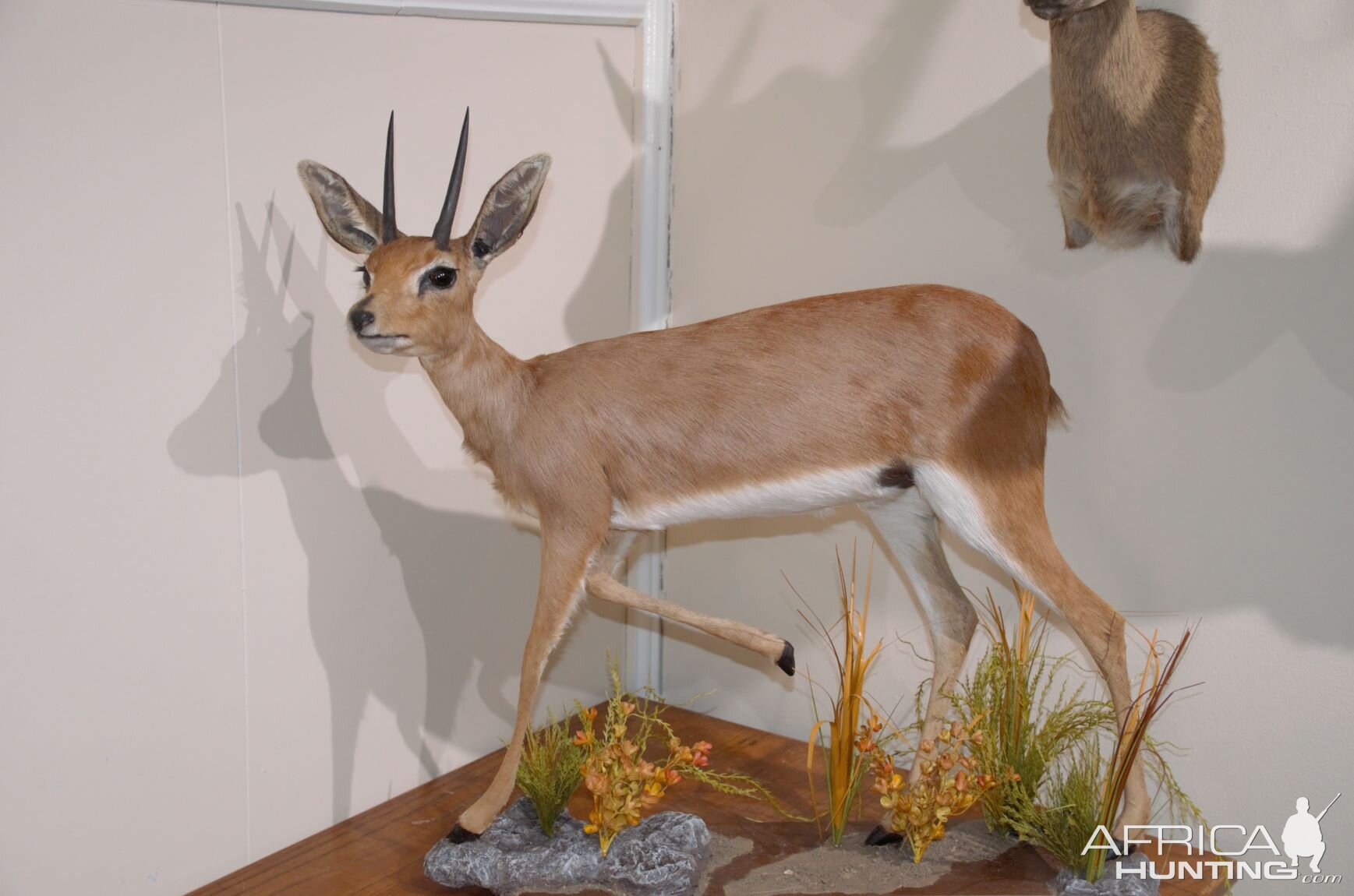 Steenbok Full Mount Taxidermy