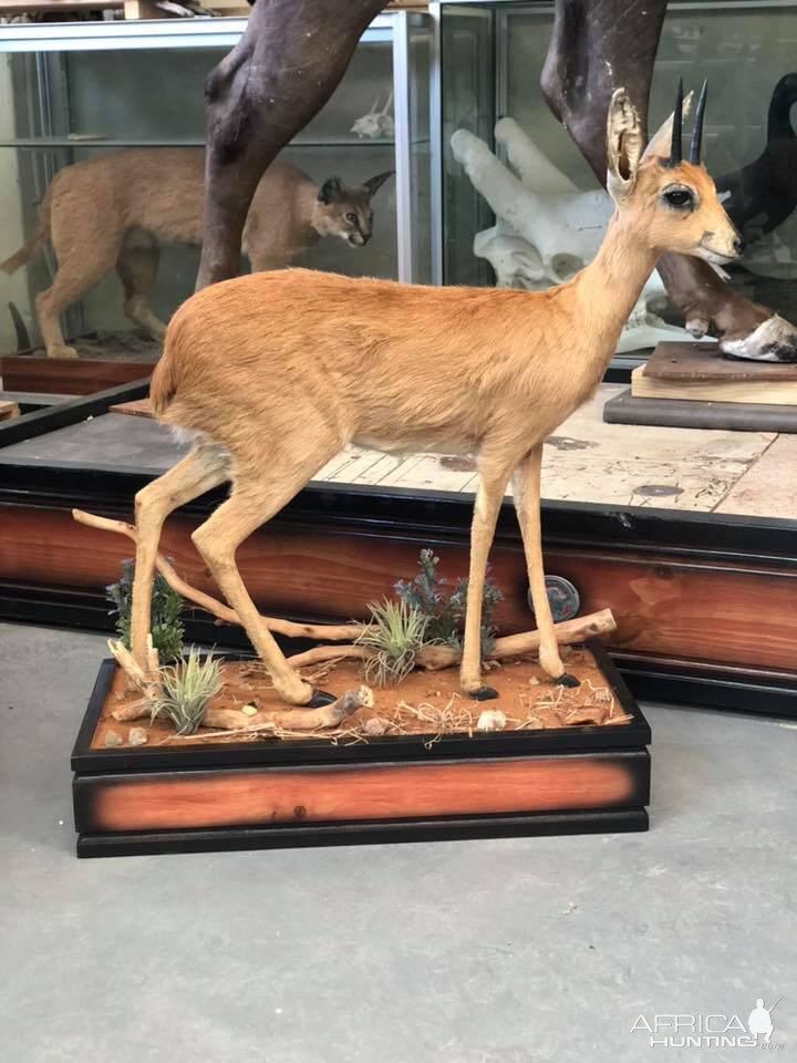 Steenbok Full Mount Taxidermy