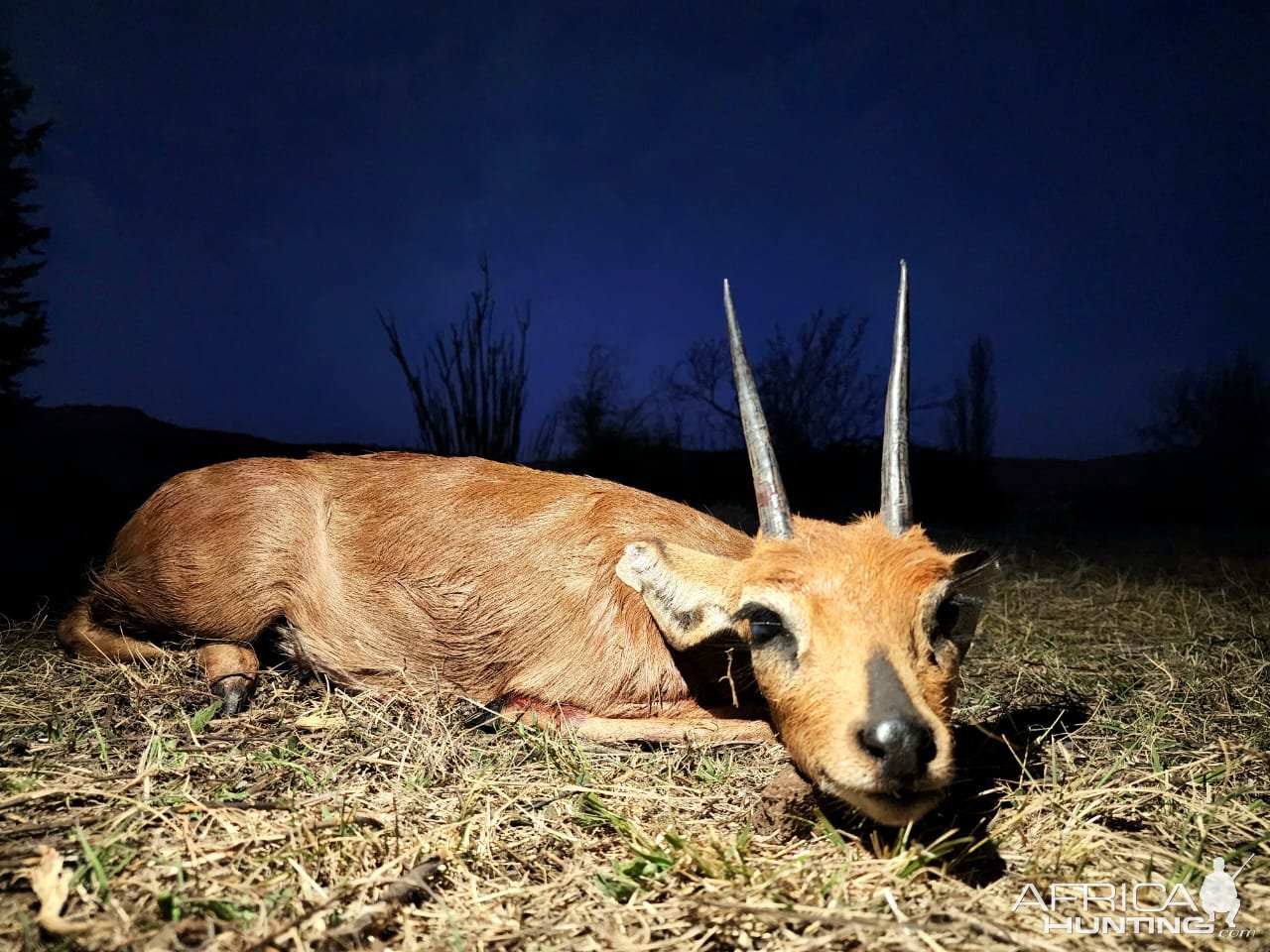 Steenbok Hunt Eastern Cape South Africa