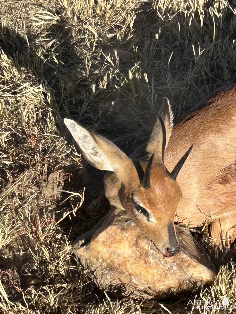 Steenbok Hunt Namibia