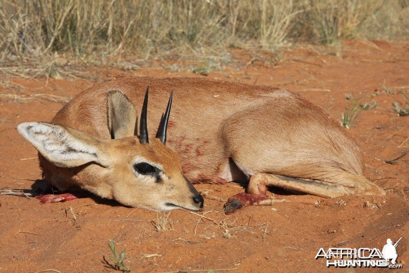 Steenbok hunted in Namibia