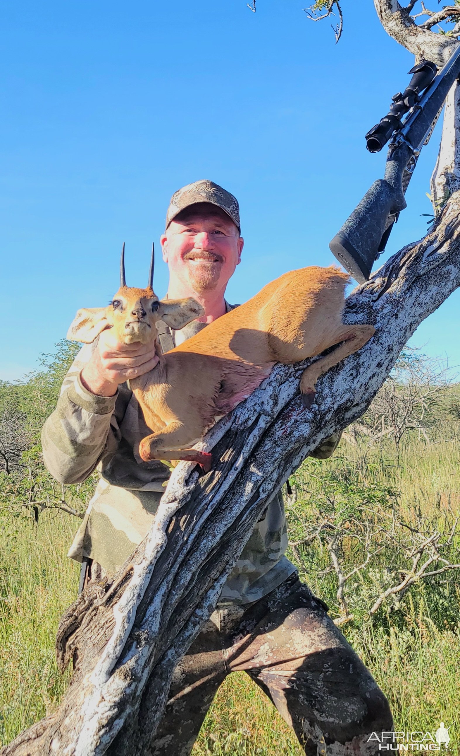 Steenbok Hunting Namibia