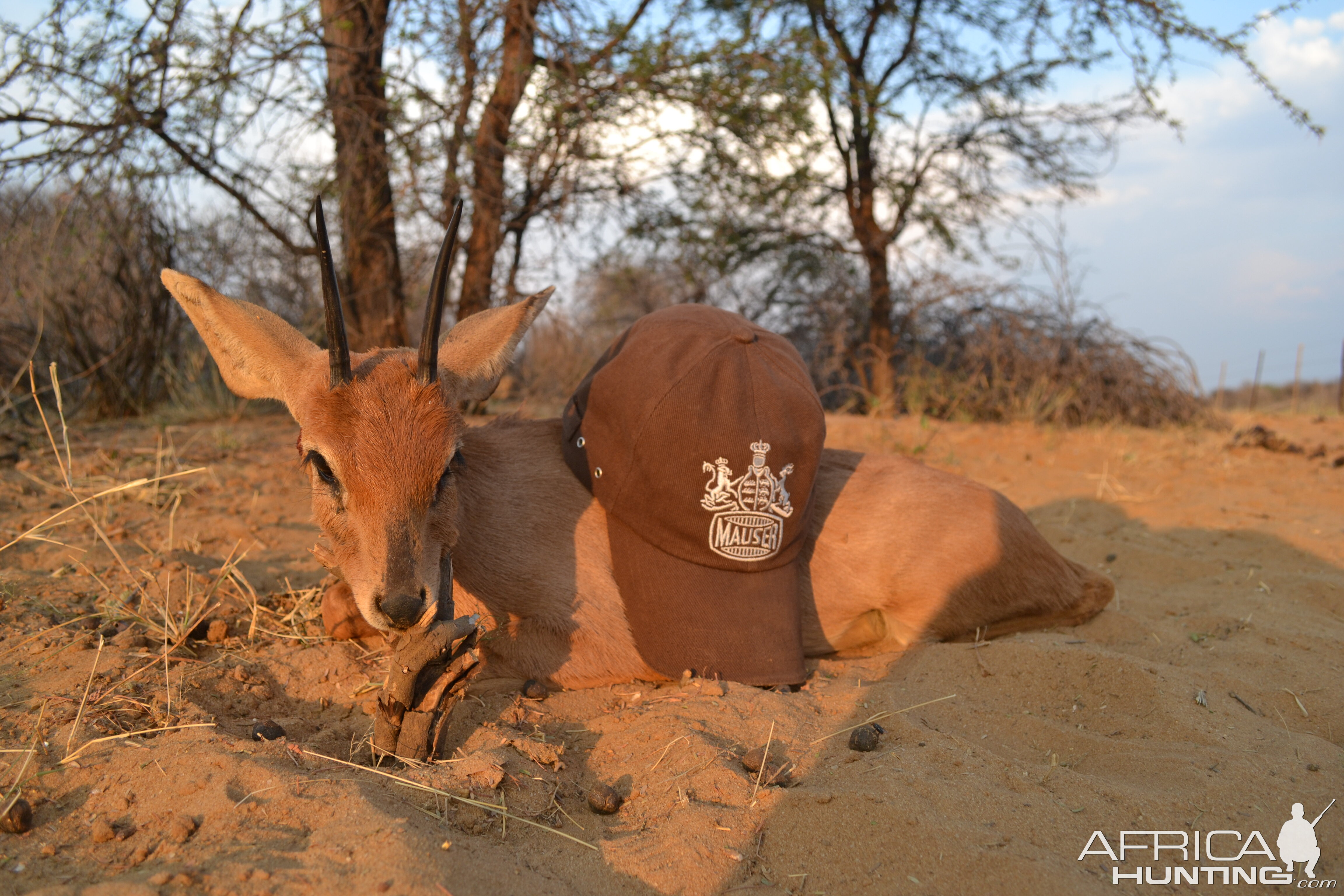 Steenbok Hunting Namibia