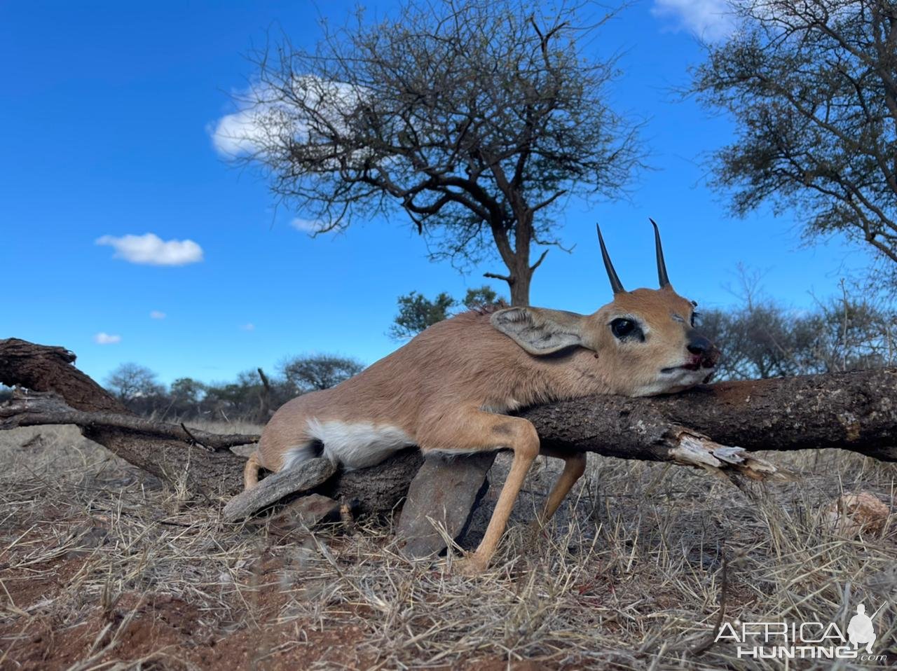 Steenbok Hunting South Africa | AfricaHunting.com