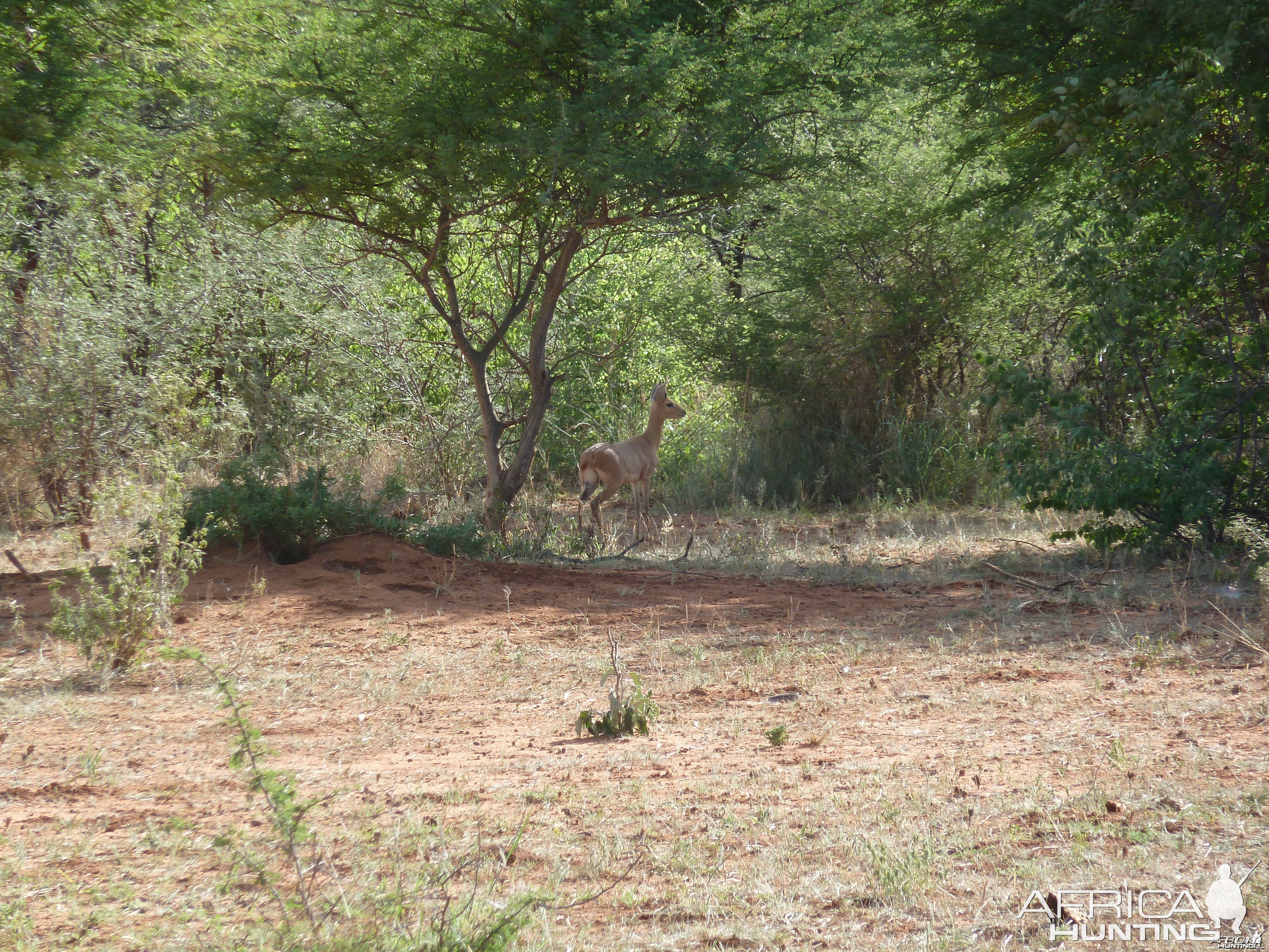 Steenbok Namibia