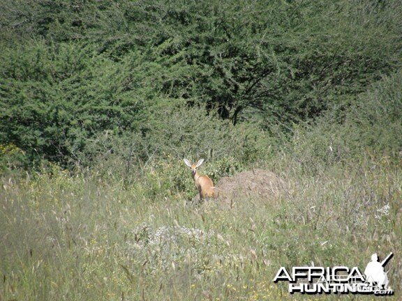 Steenbok Namibia