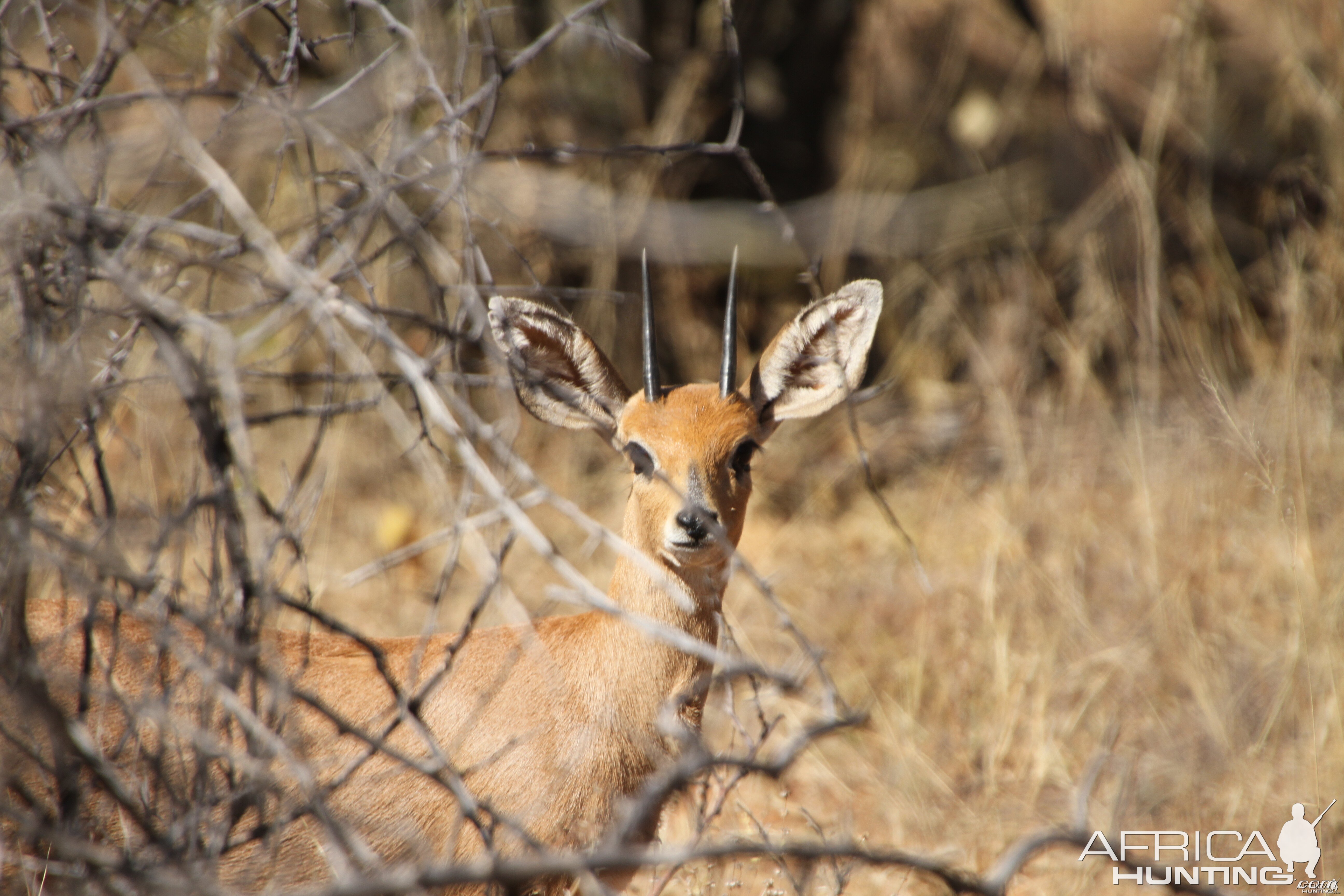 Steenbok Namibia