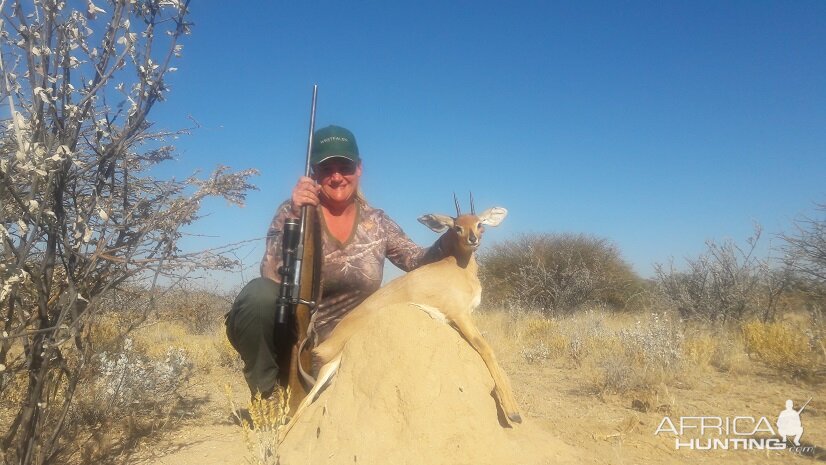 Steenbok Namibia