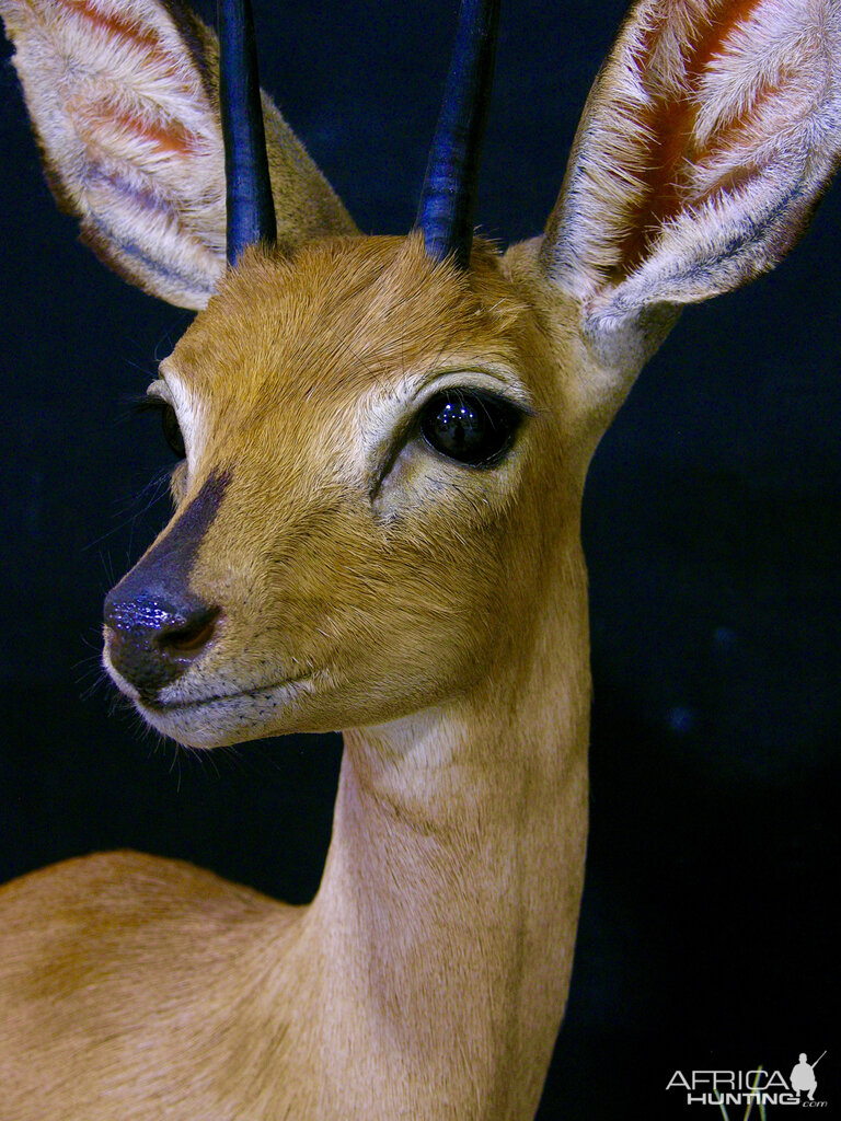 Steenbok Taxidermy Pedestal