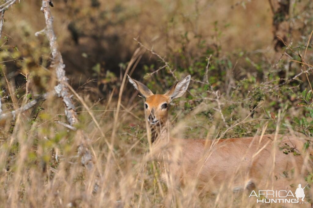 Steenbok