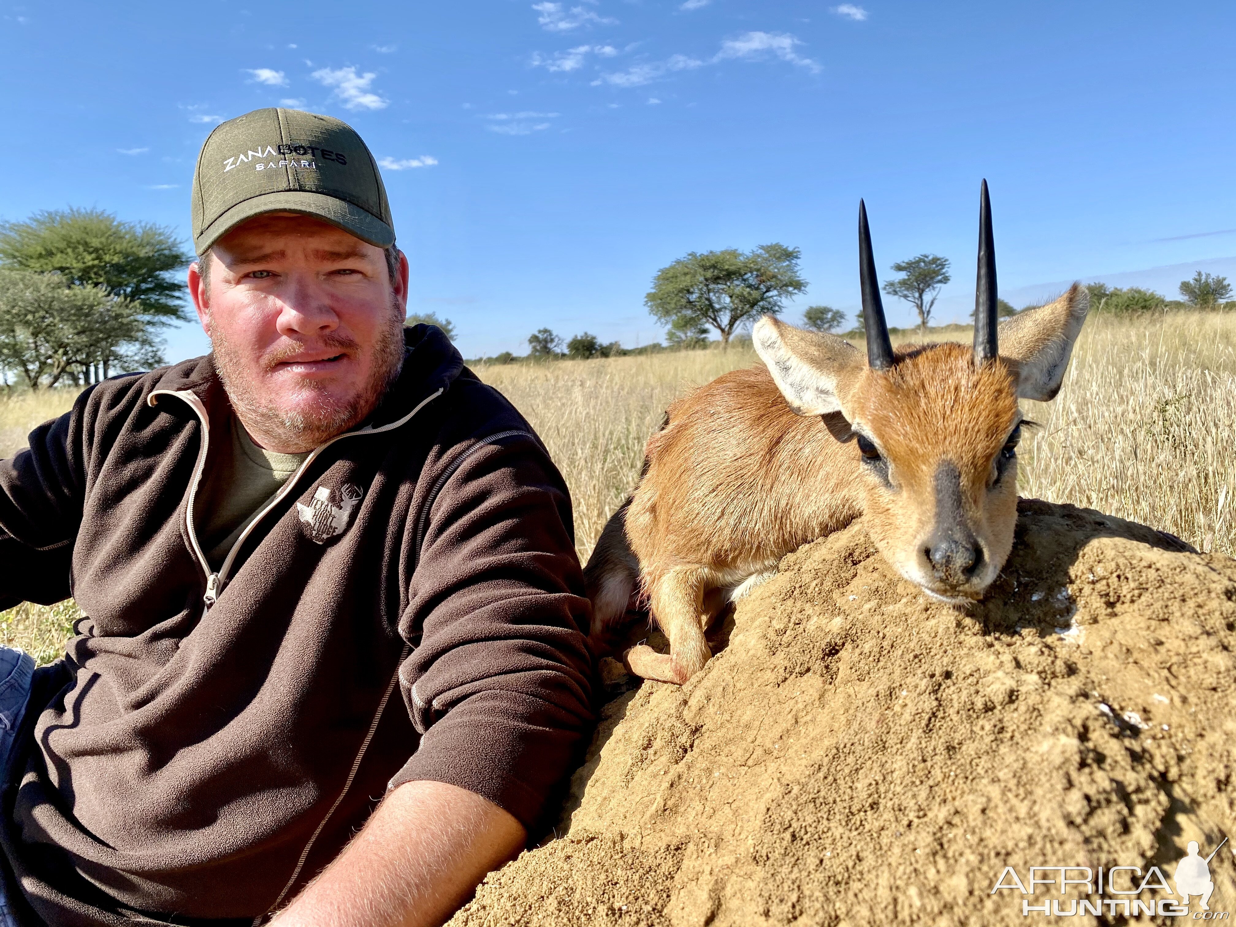 Steenbuck Hunted  Namibia