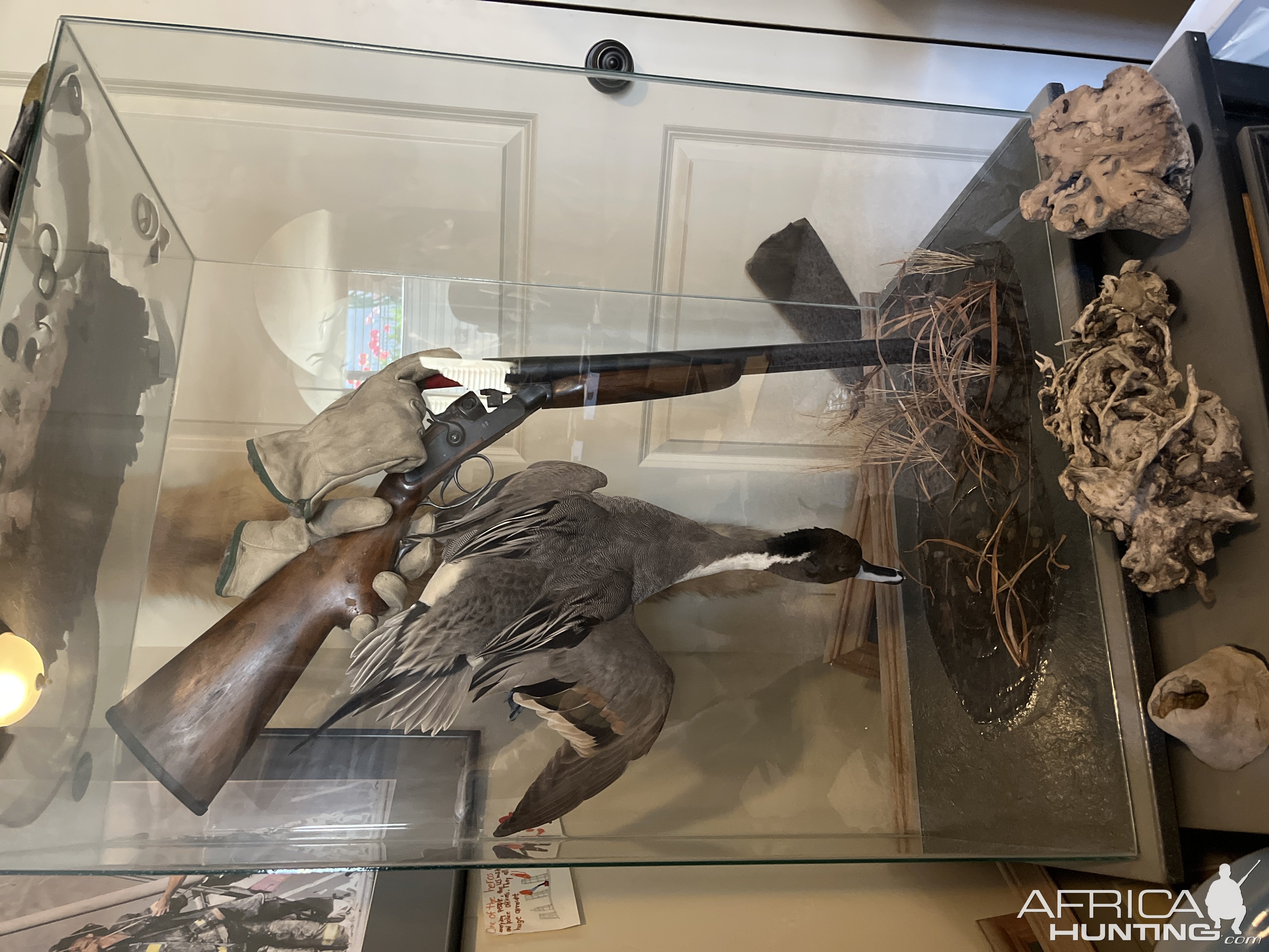 Stoeger Coach Gun & Taxidermy Display