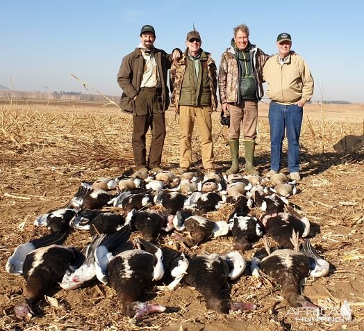 Success on South African Spurwing Geese!