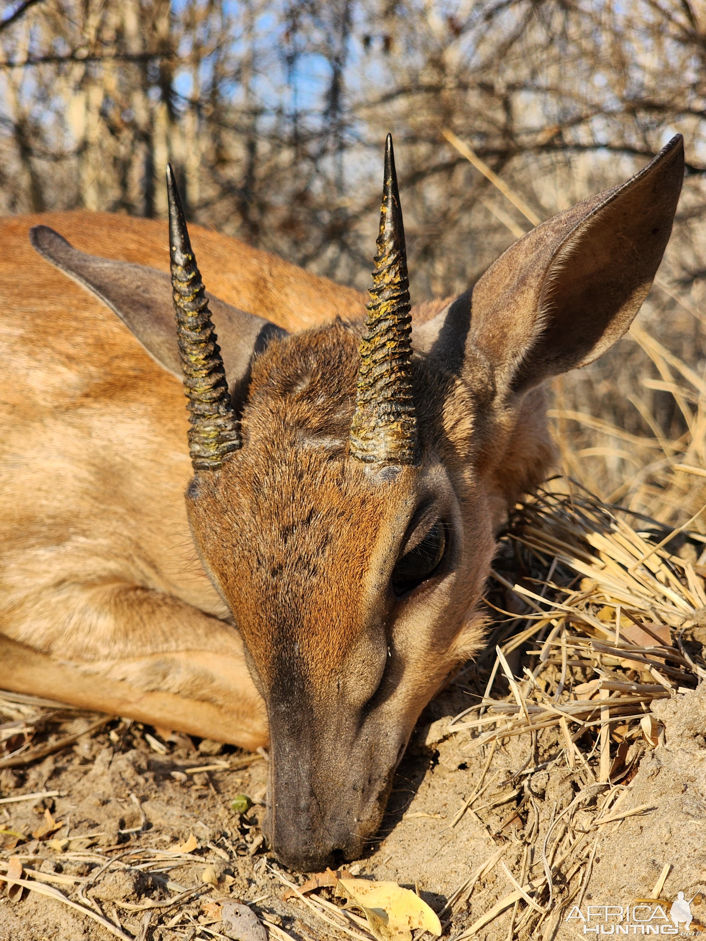 Suni Hunt Mozambique