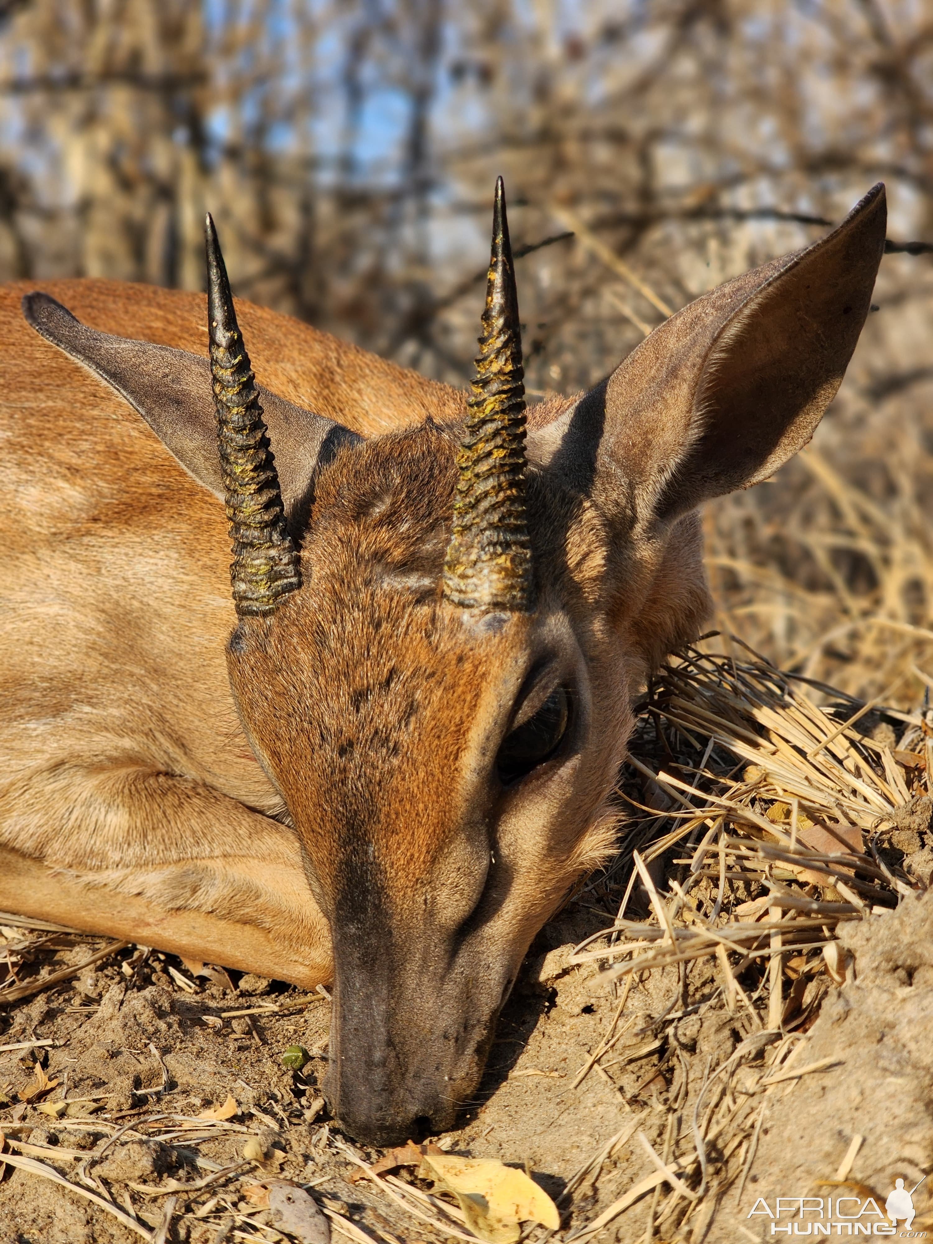 Suni Hunt Mozambique