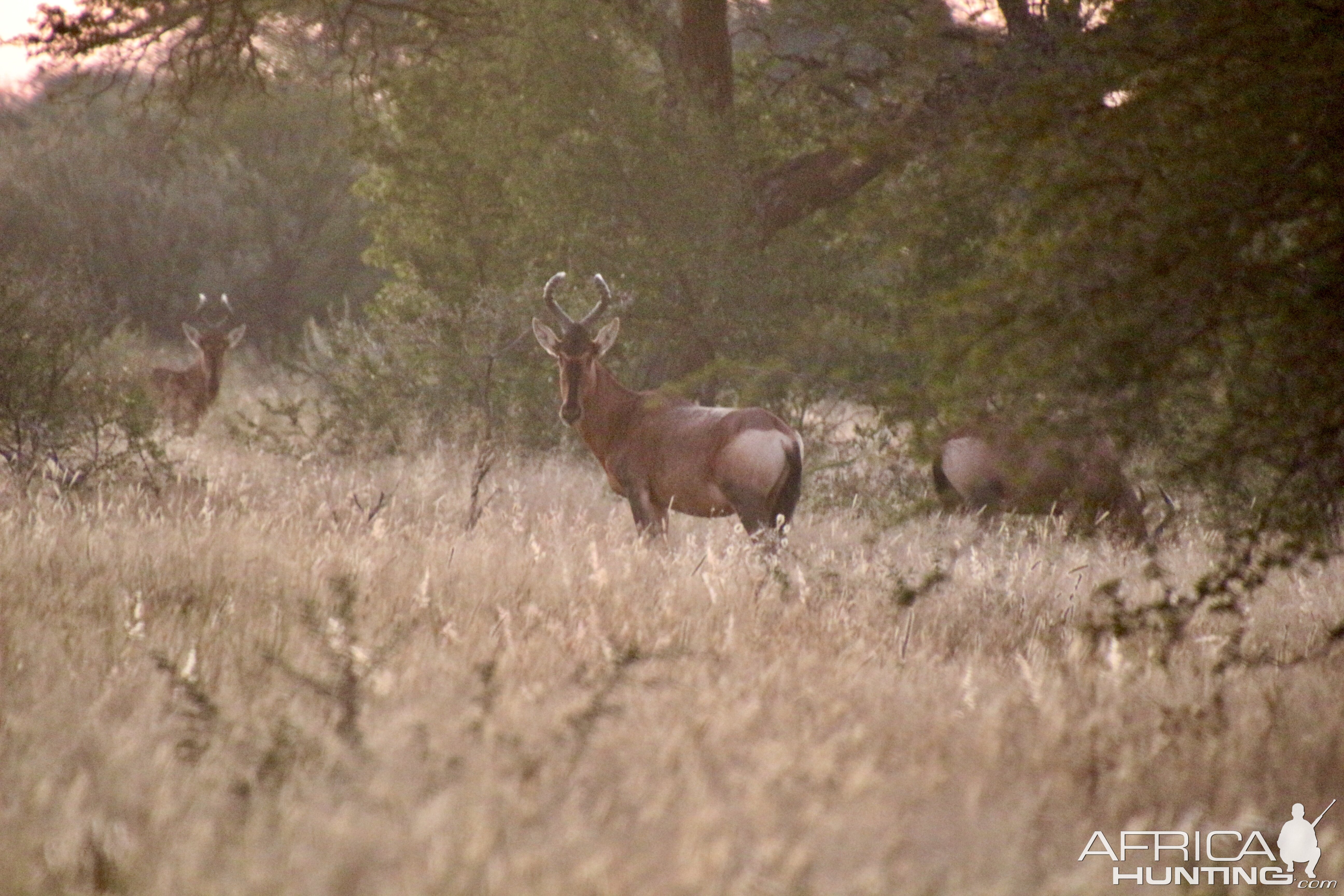 Sunrise and Red hartebeest