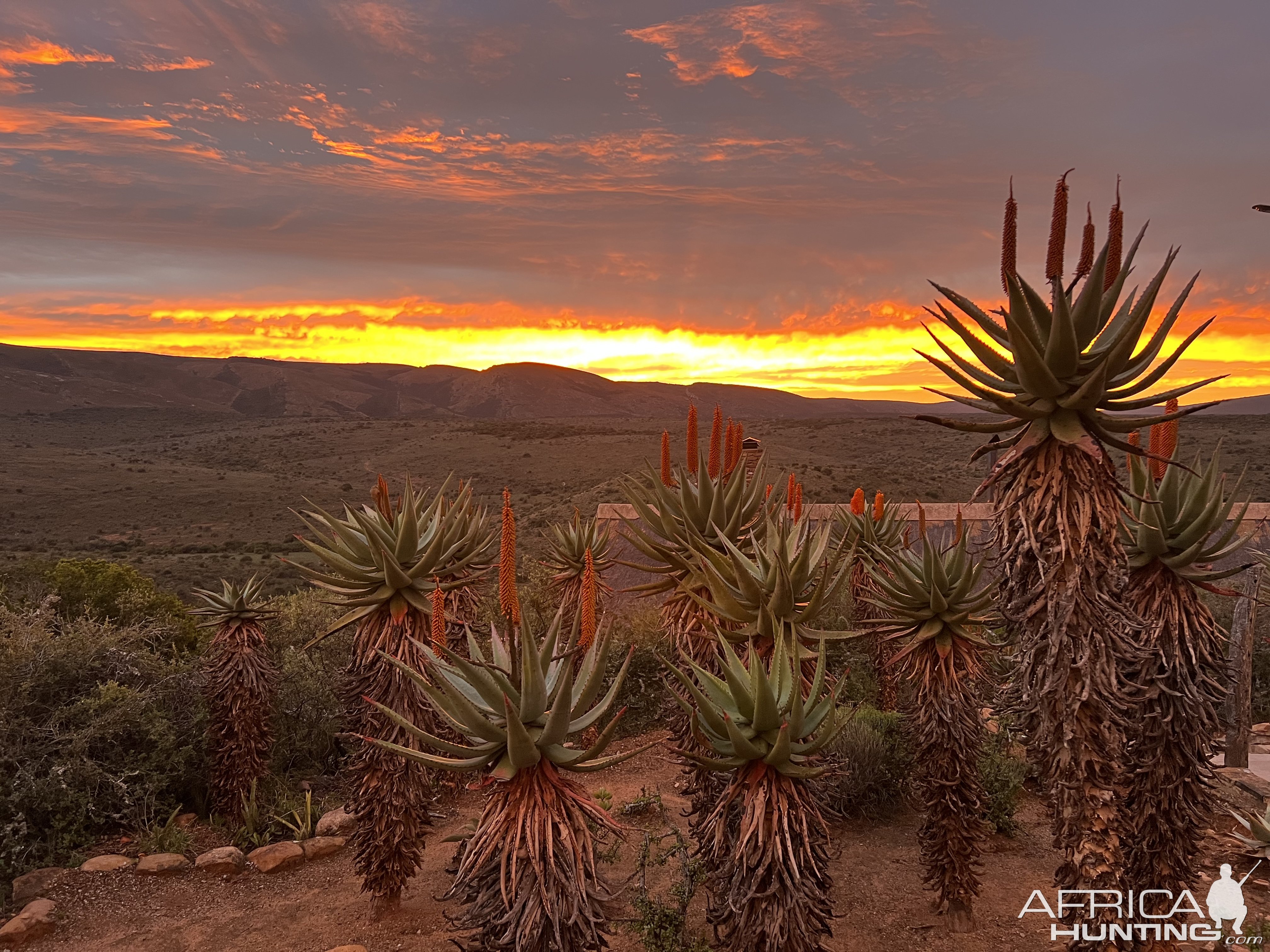 Sunset 7 Aloe Plants South Africa