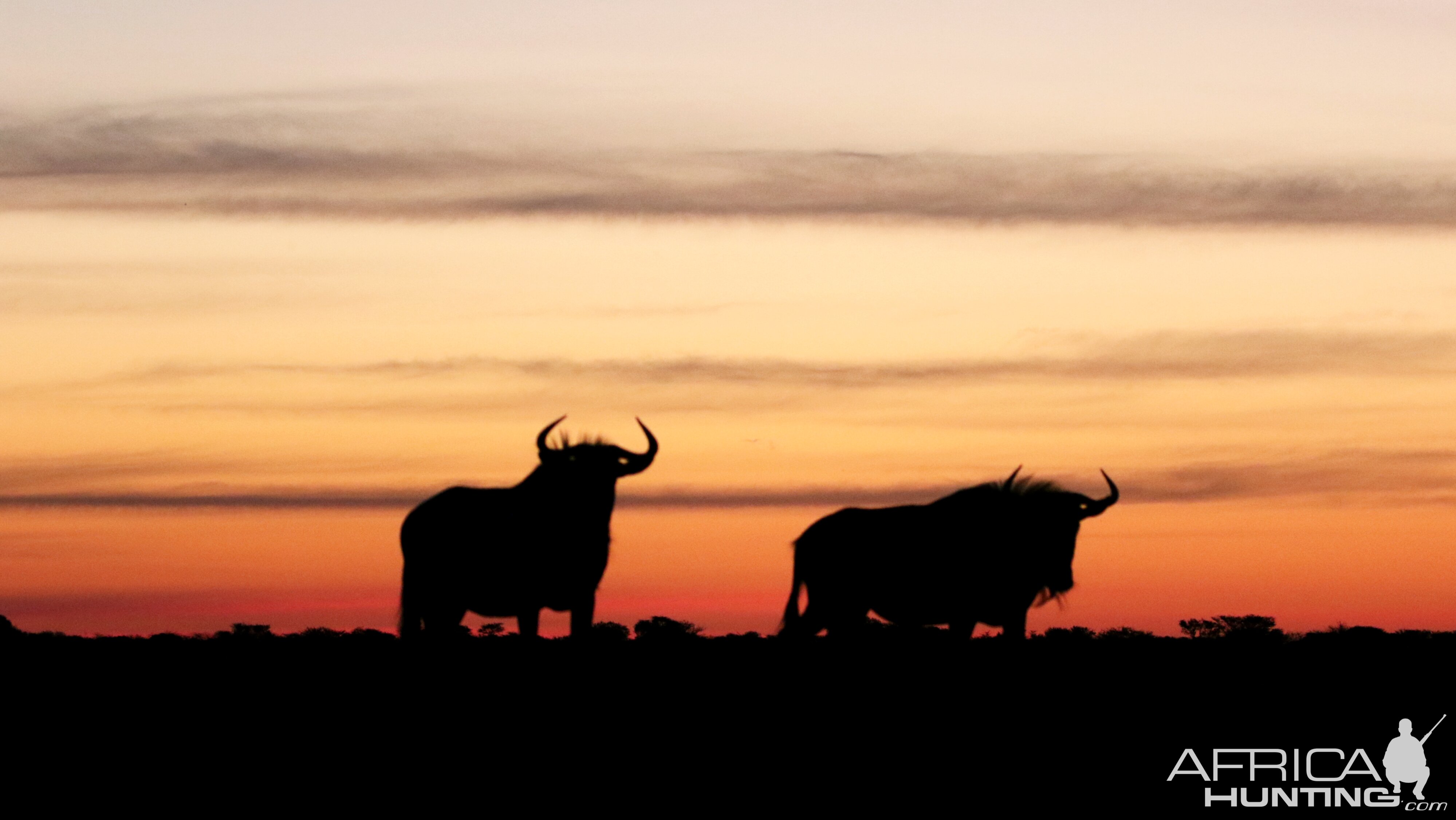 Sunset & Blue Wildebeest