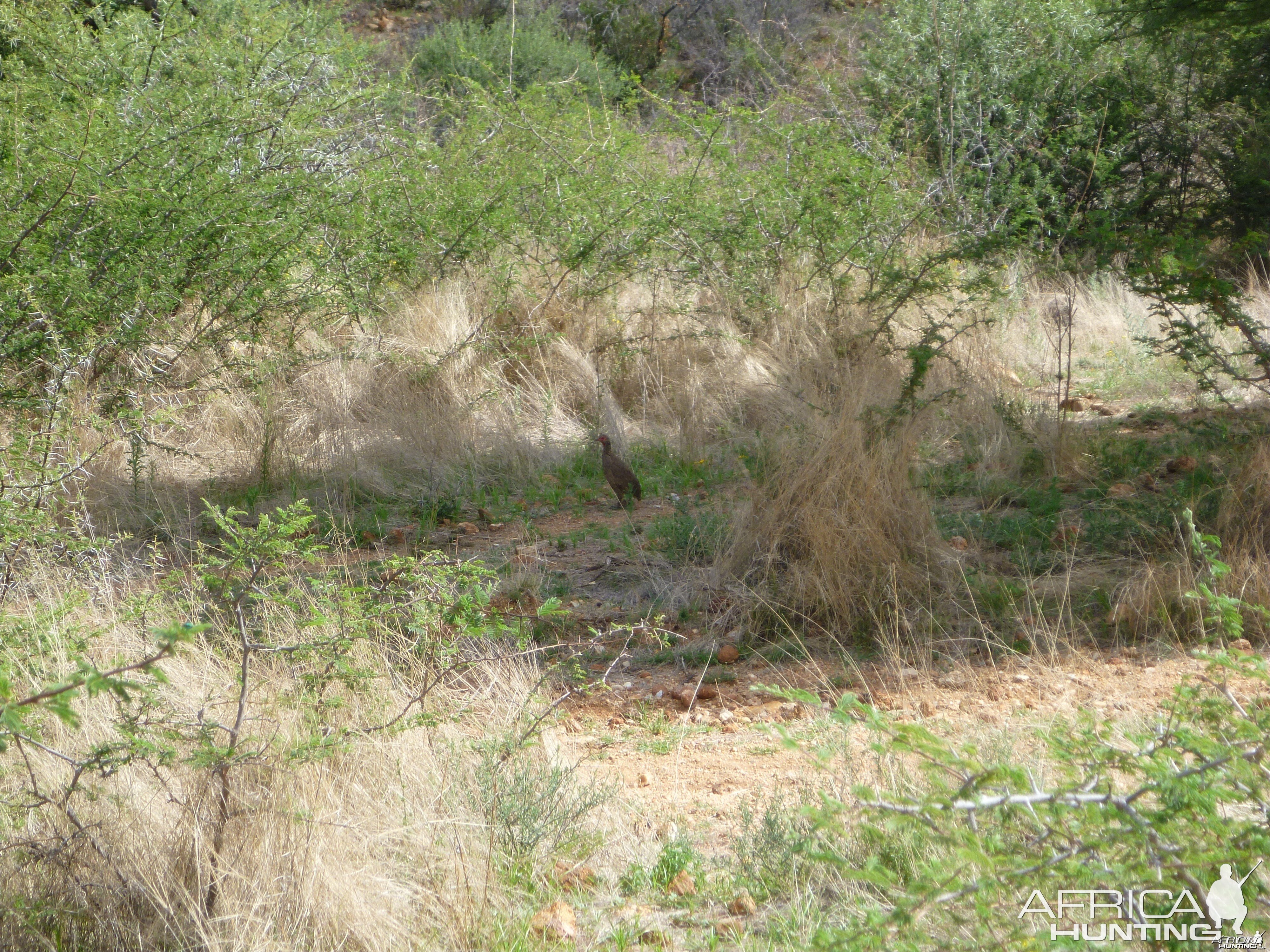 Swainson Partridge Namibia